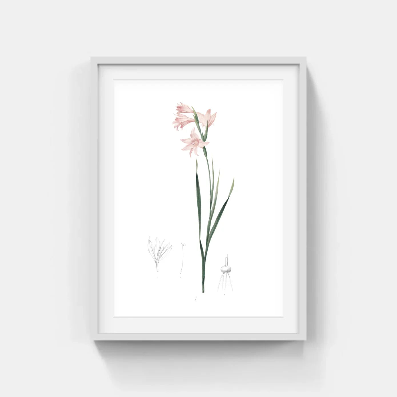 LILIES OF P.J. REDOUTE