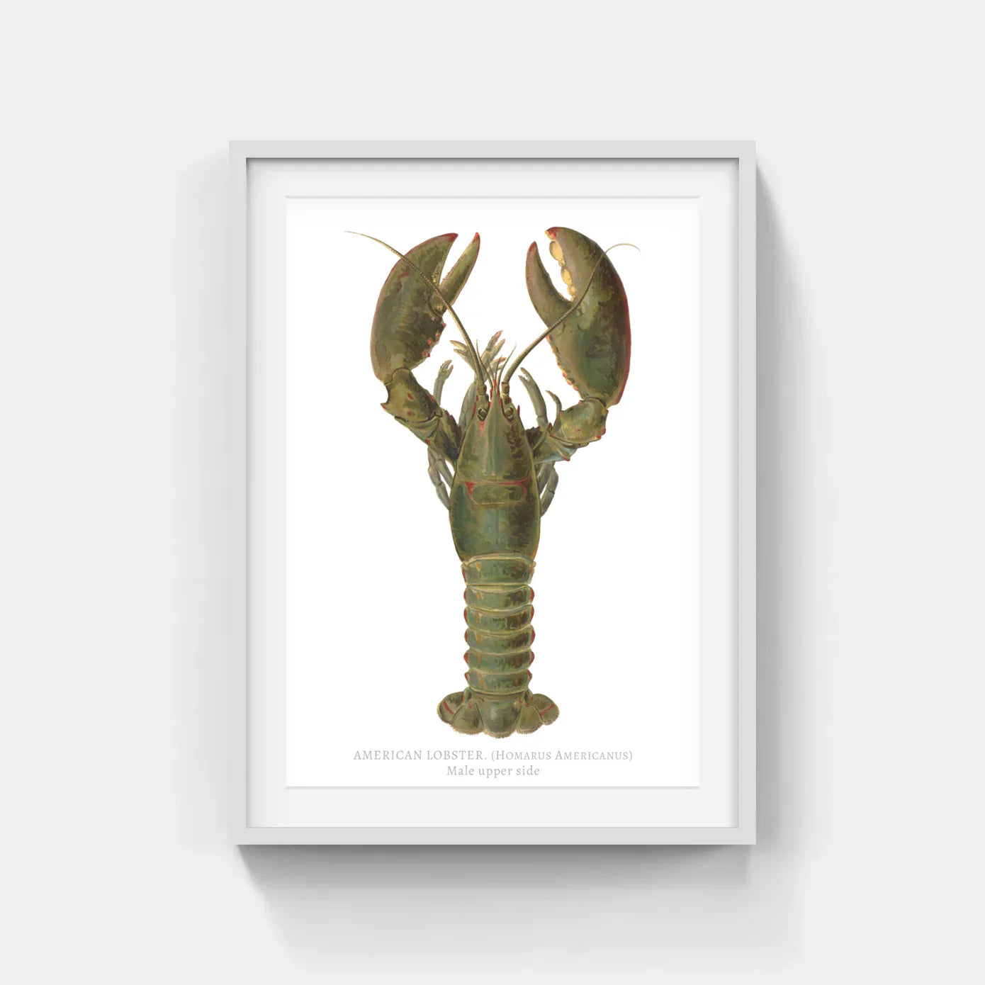 LOBSTERS