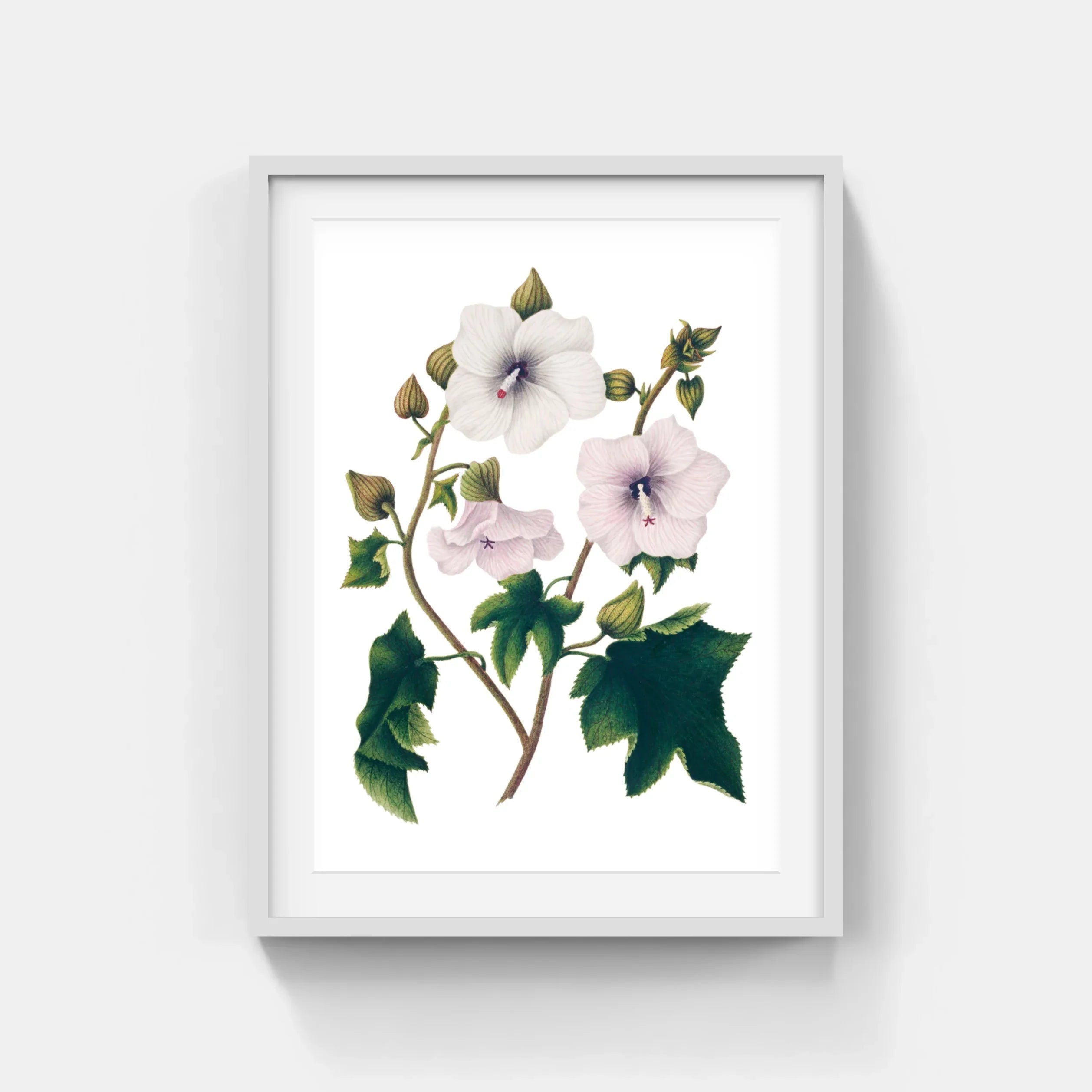 INDIAN BOTANICALS