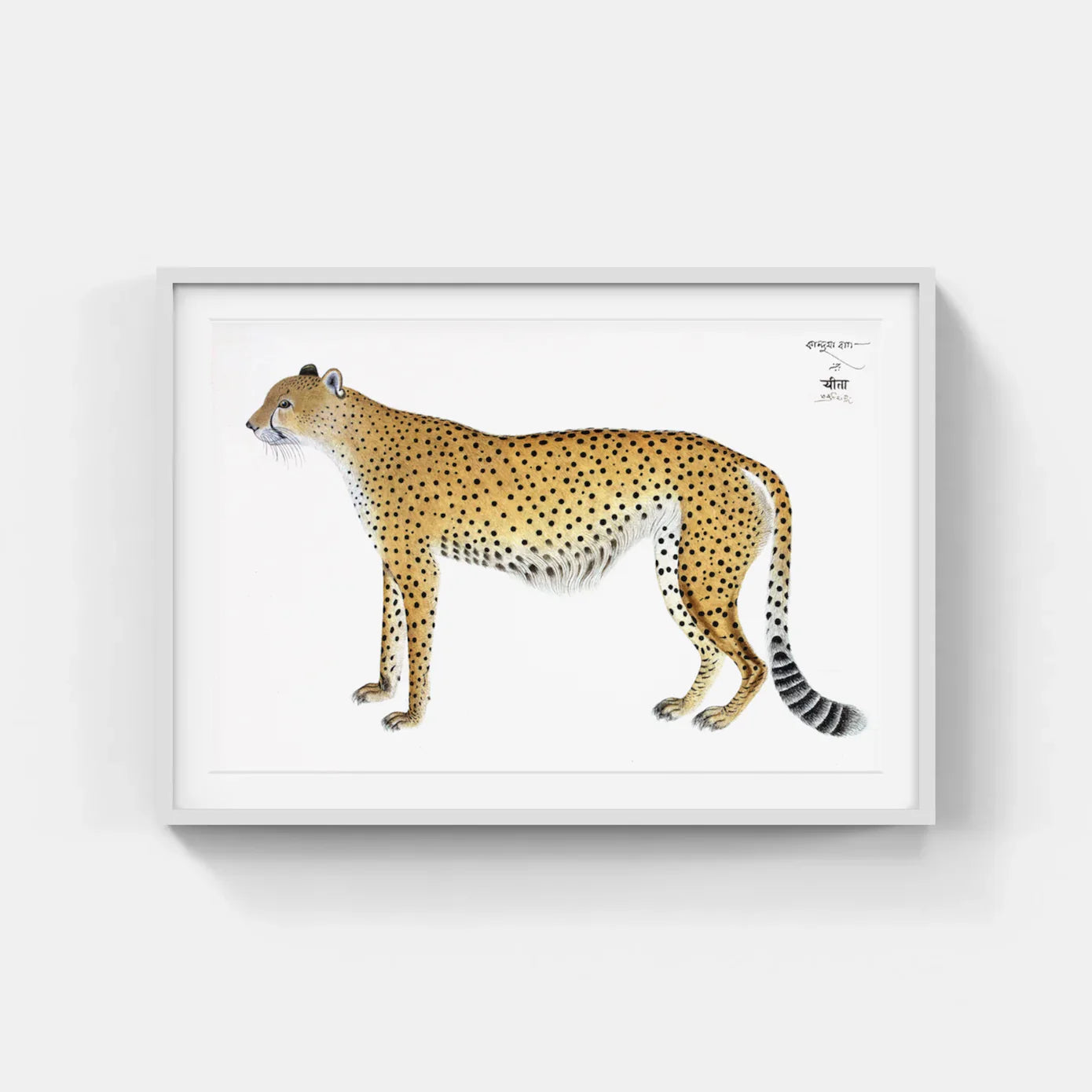 ANIMALS