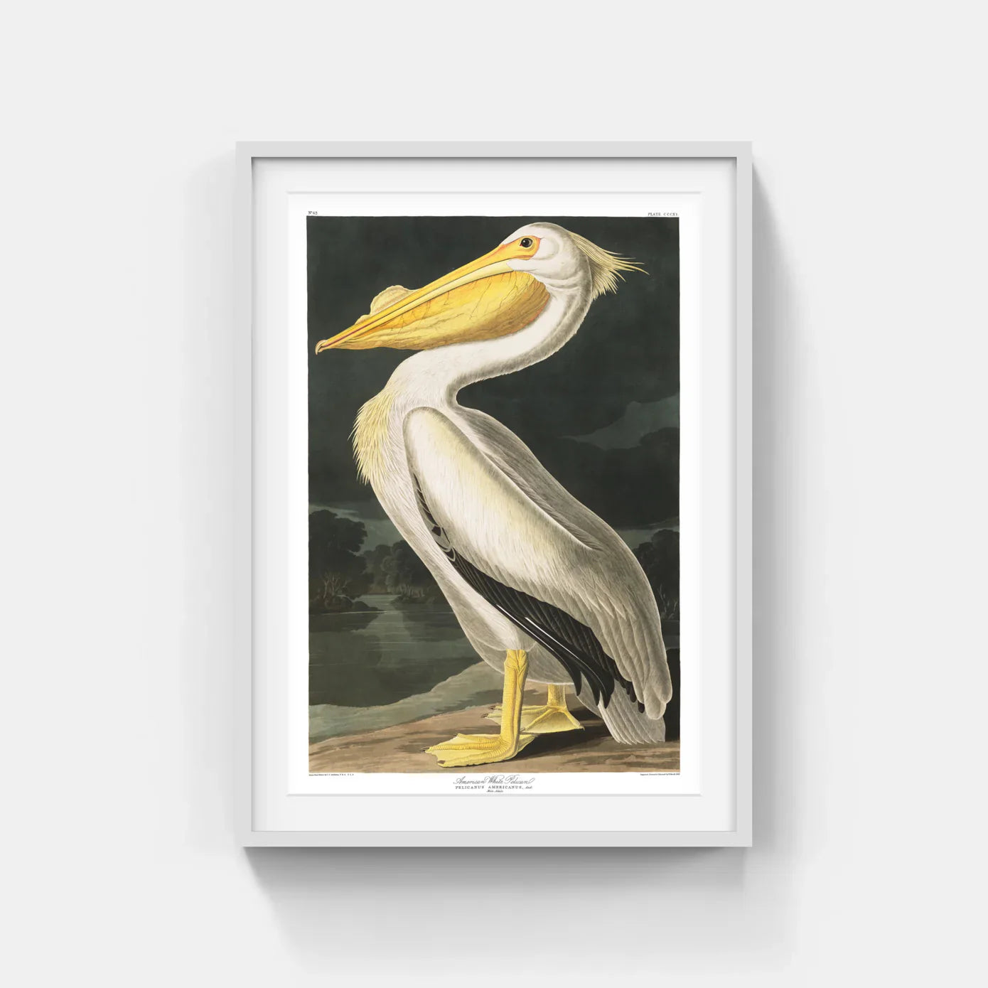 BIRDS OF AMERICA