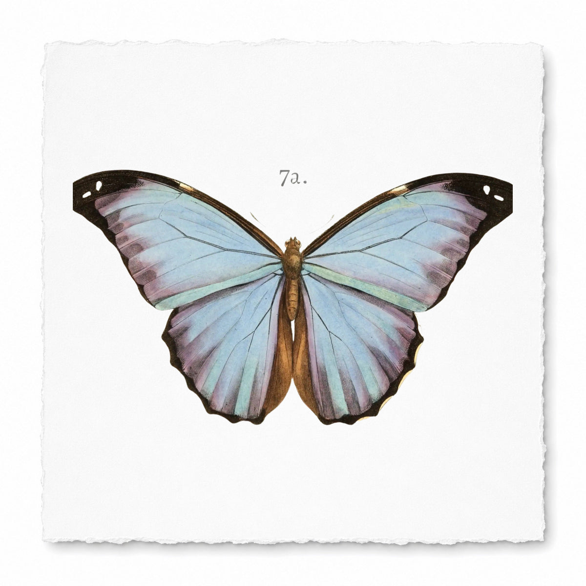 BUTTERFLIES