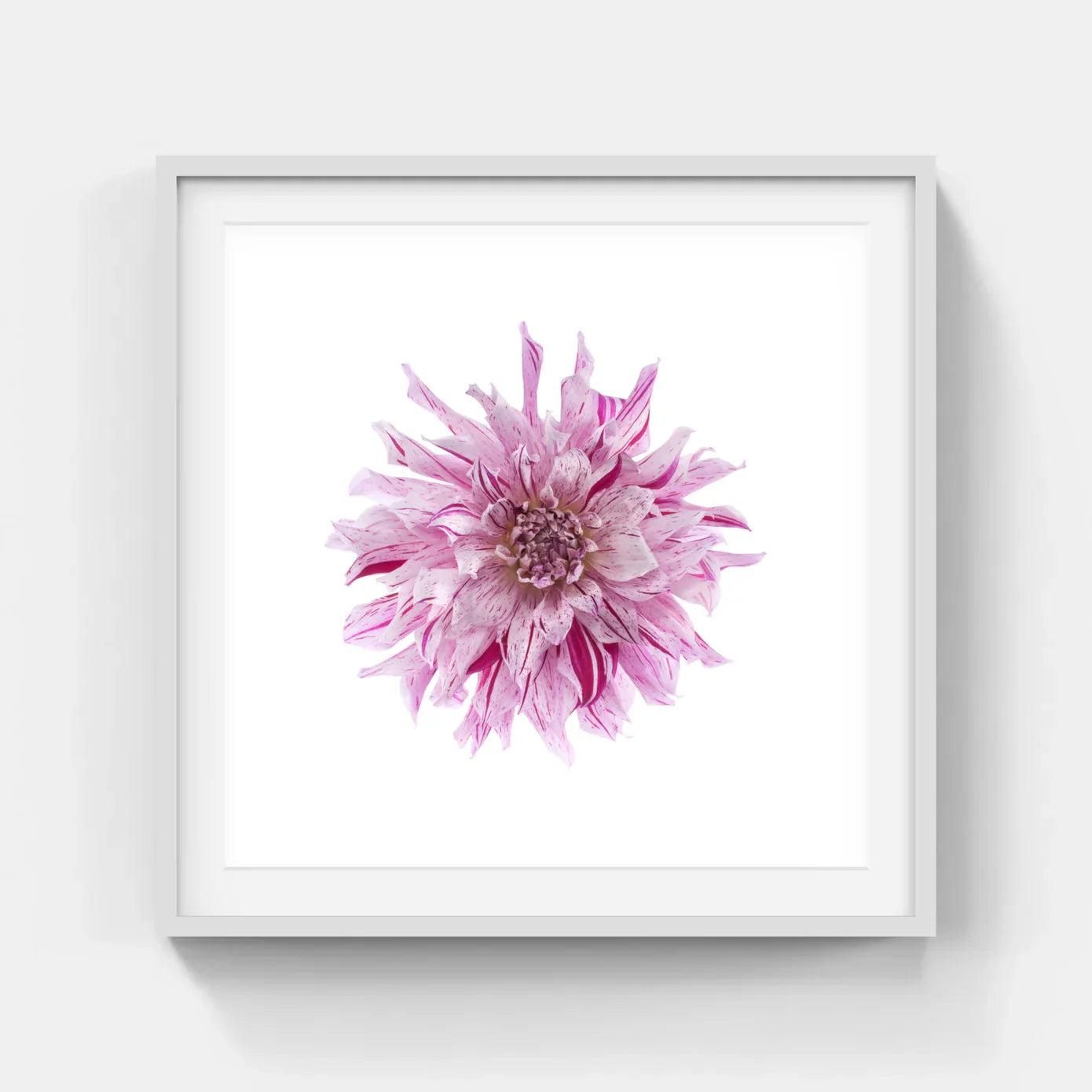 DAHLIAS
