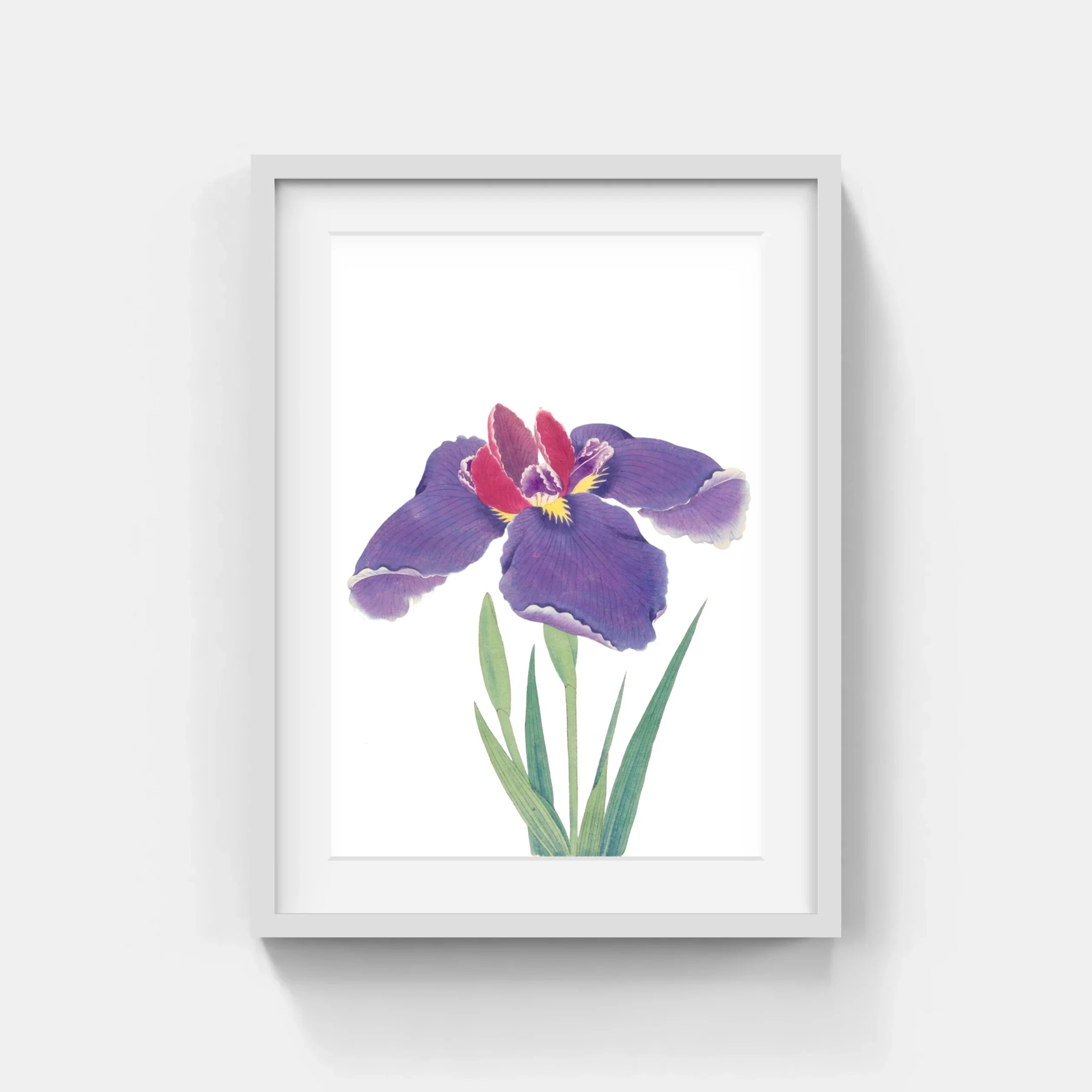 JAPANESE IRISES