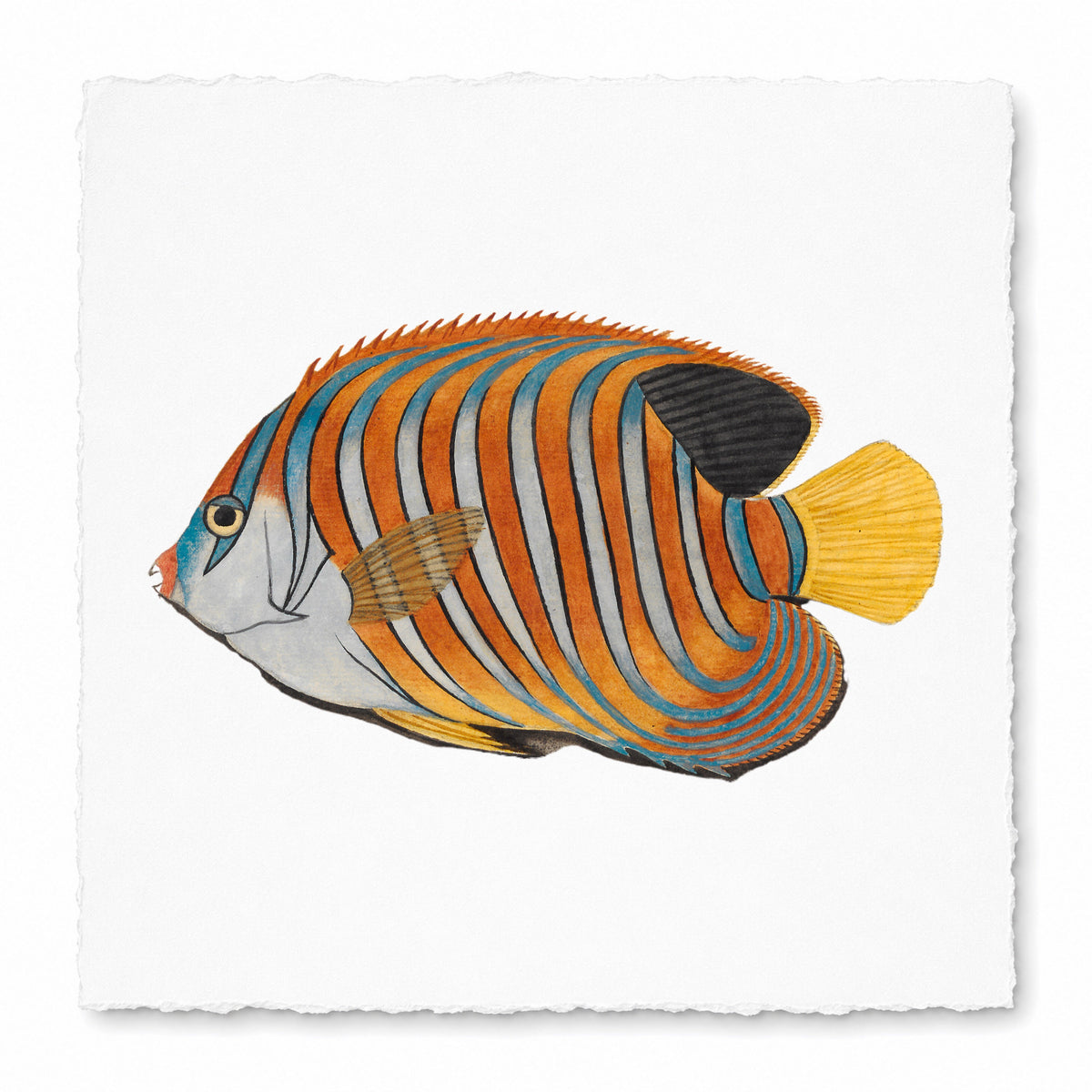 FISH