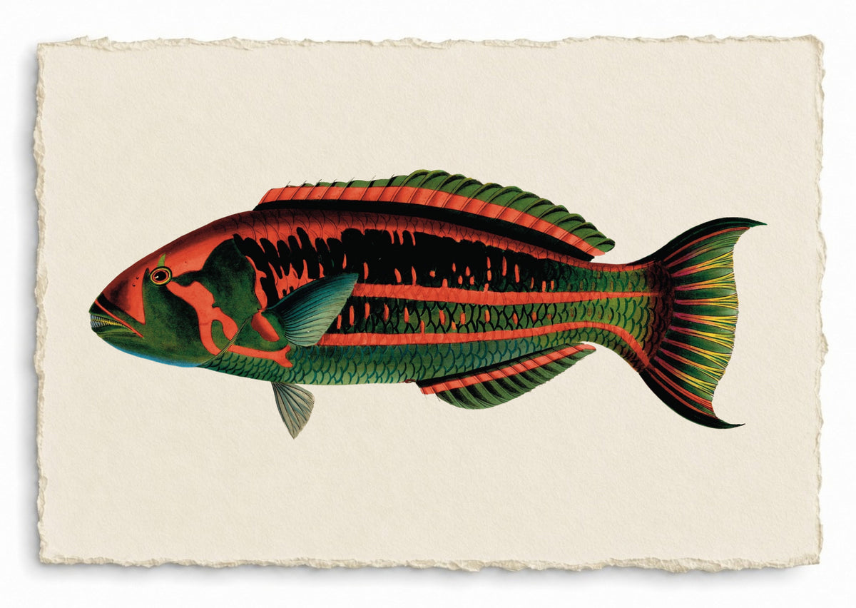 BENNETT FISH COLLECTION 15