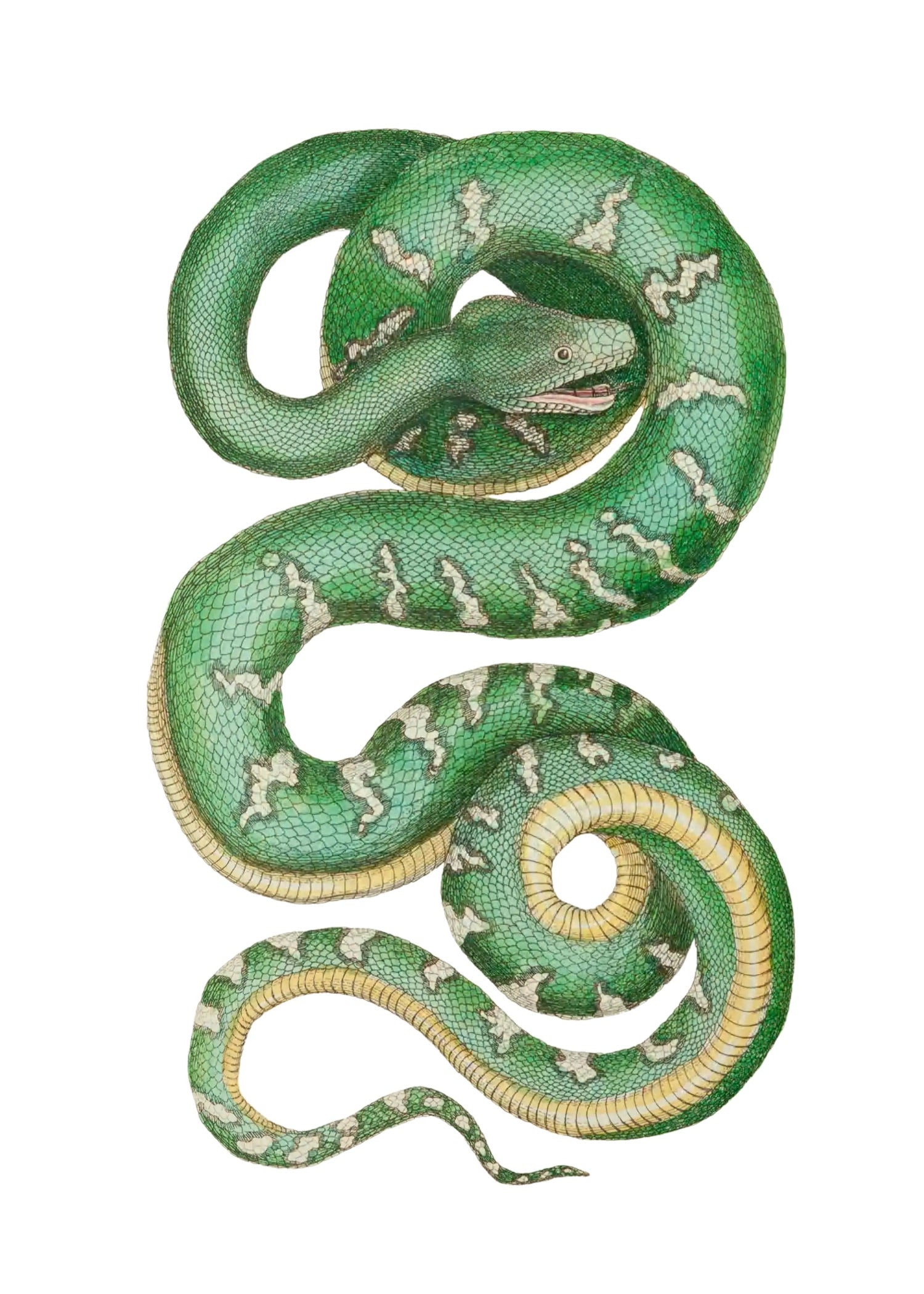 ANIMAL 5