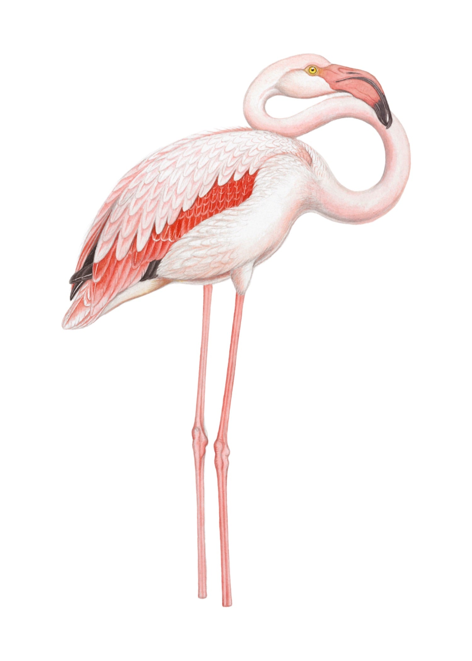 ANIMAL 6