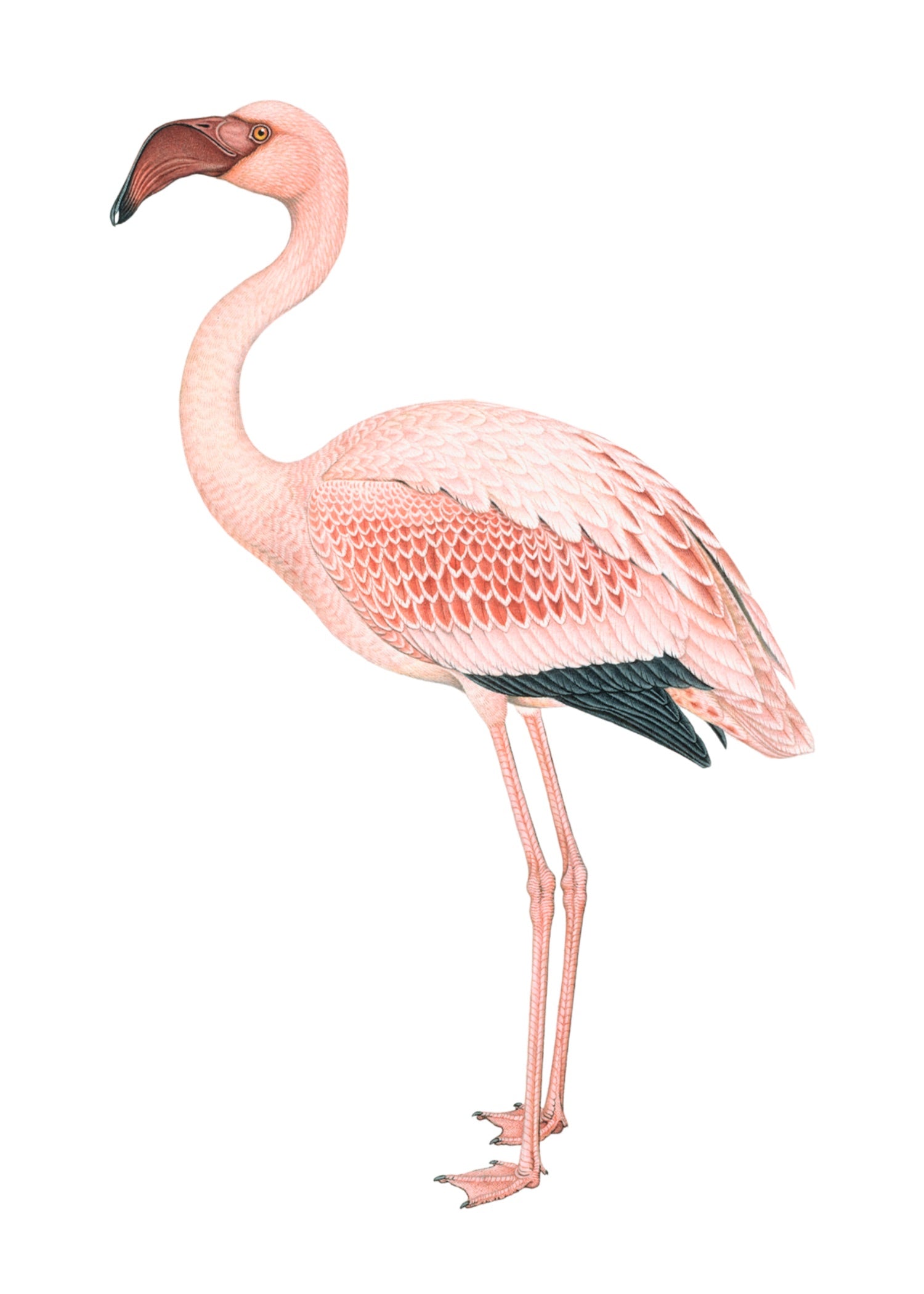 ANIMAL 7