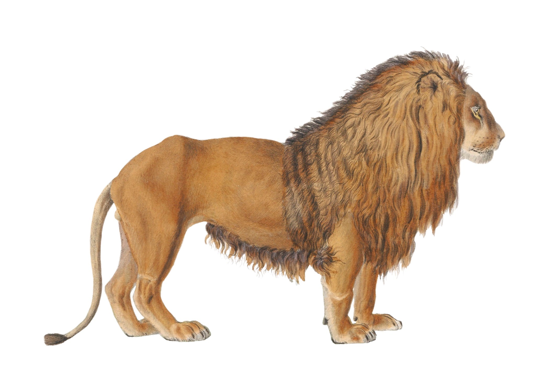 ANIMAL 3
