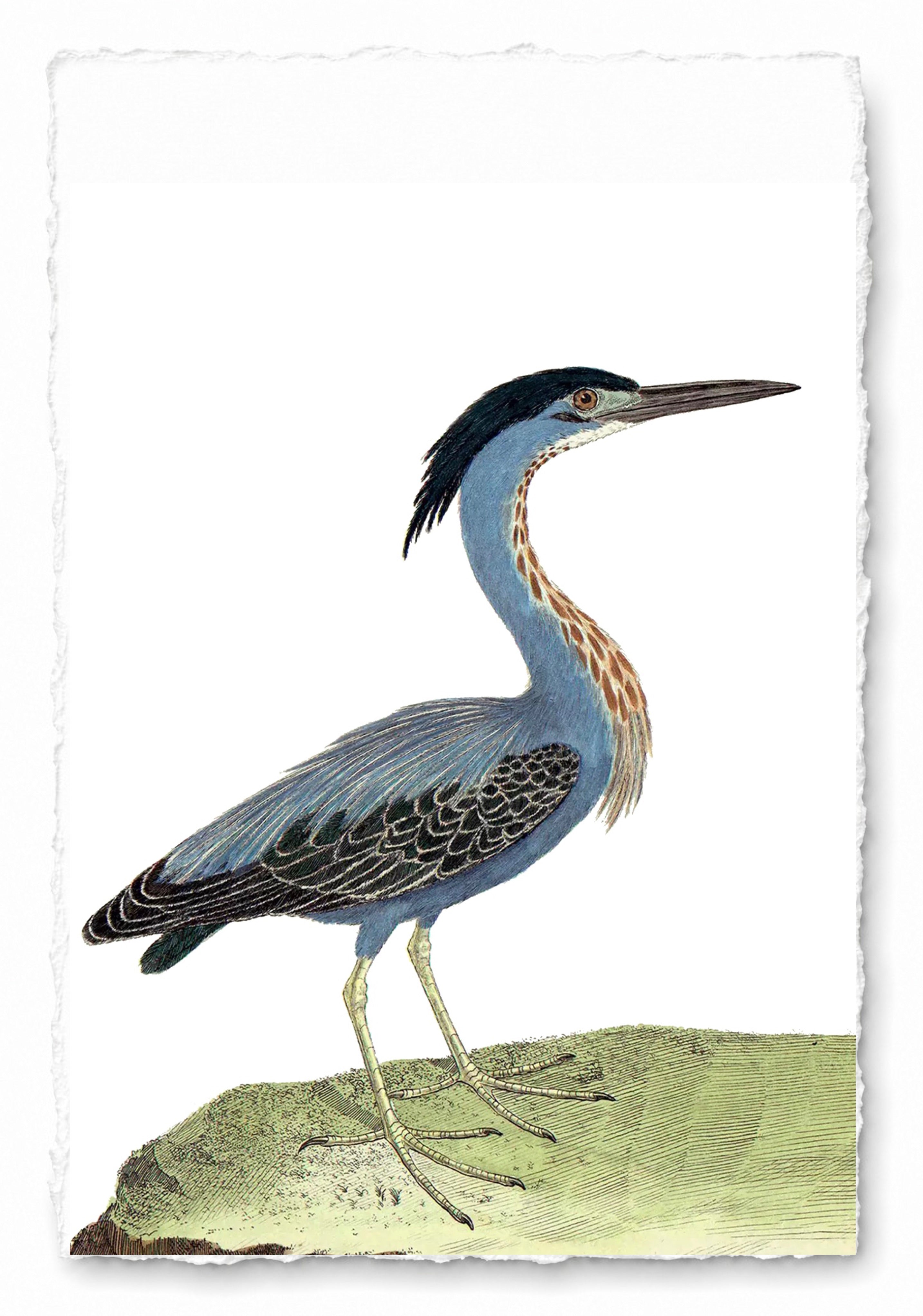 AQUATIC BIRD 10