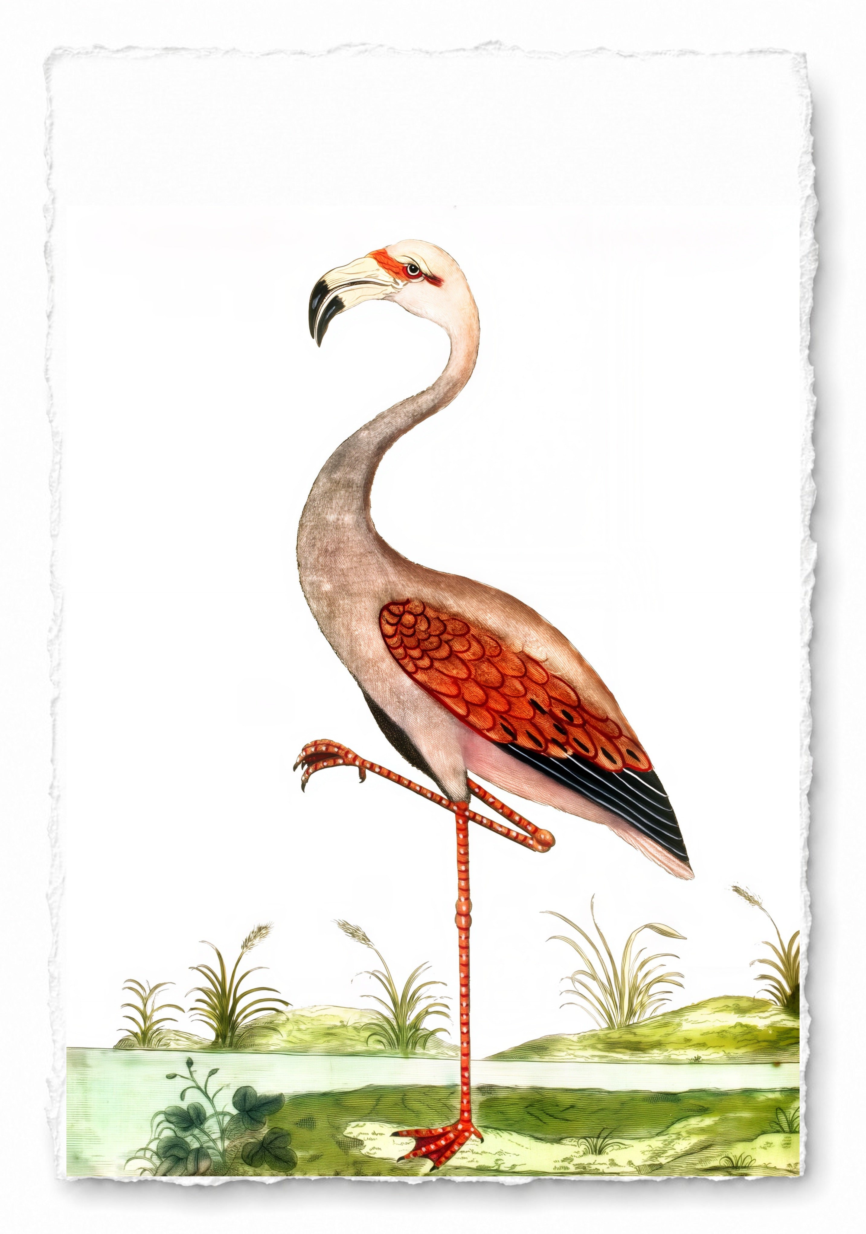 AQUATIC BIRD 1