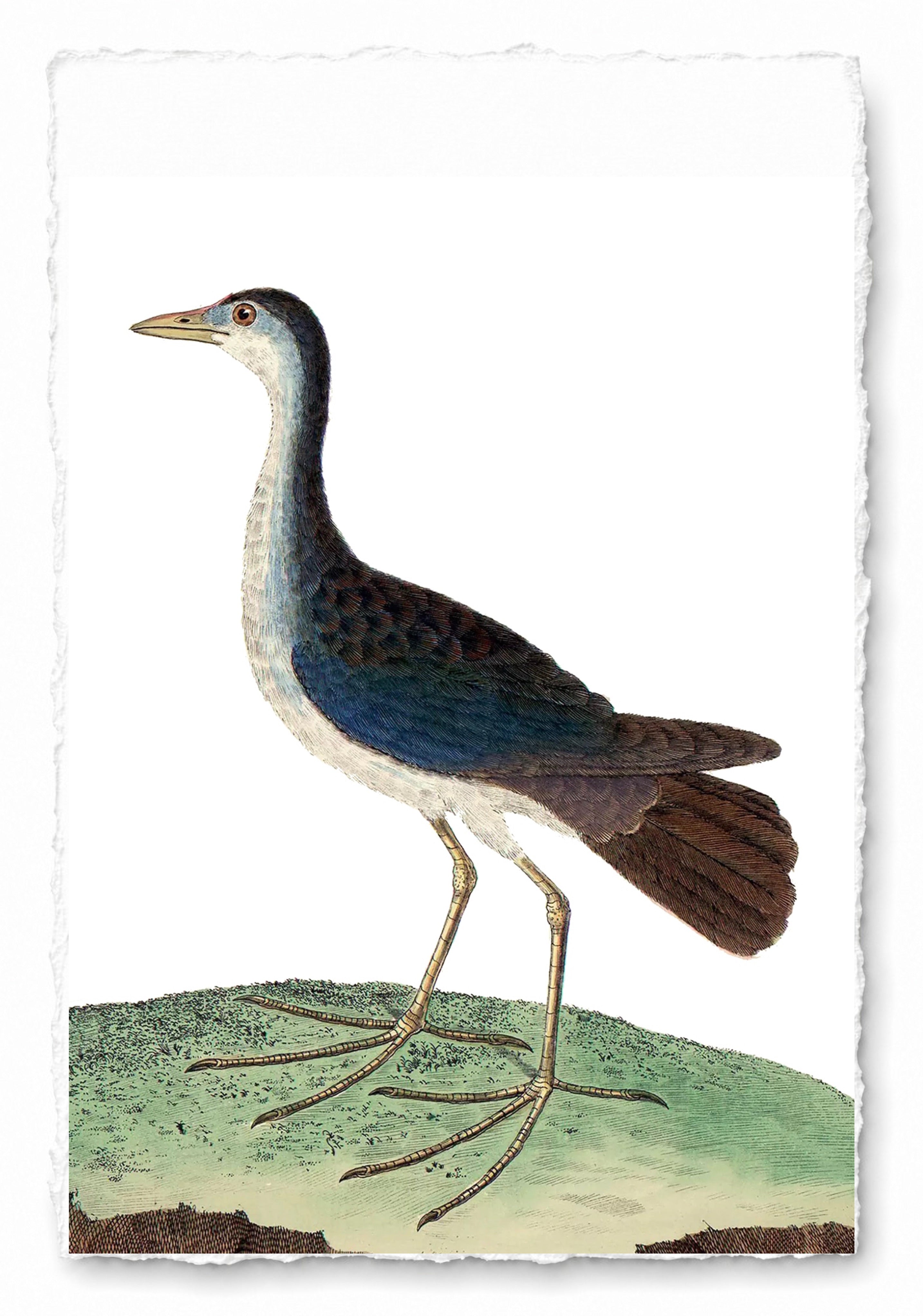 AQUATIC BIRD 12