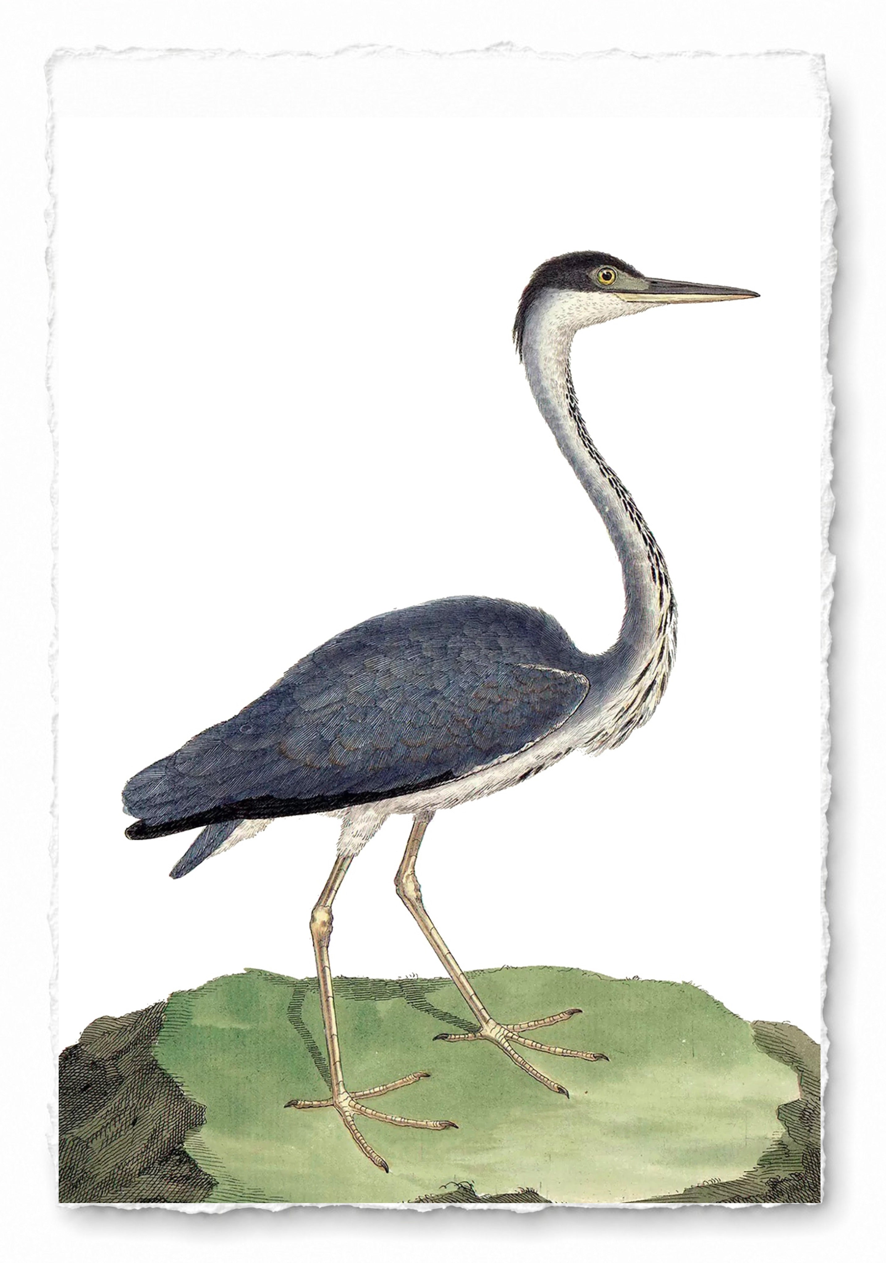 AQUATIC BIRD 13