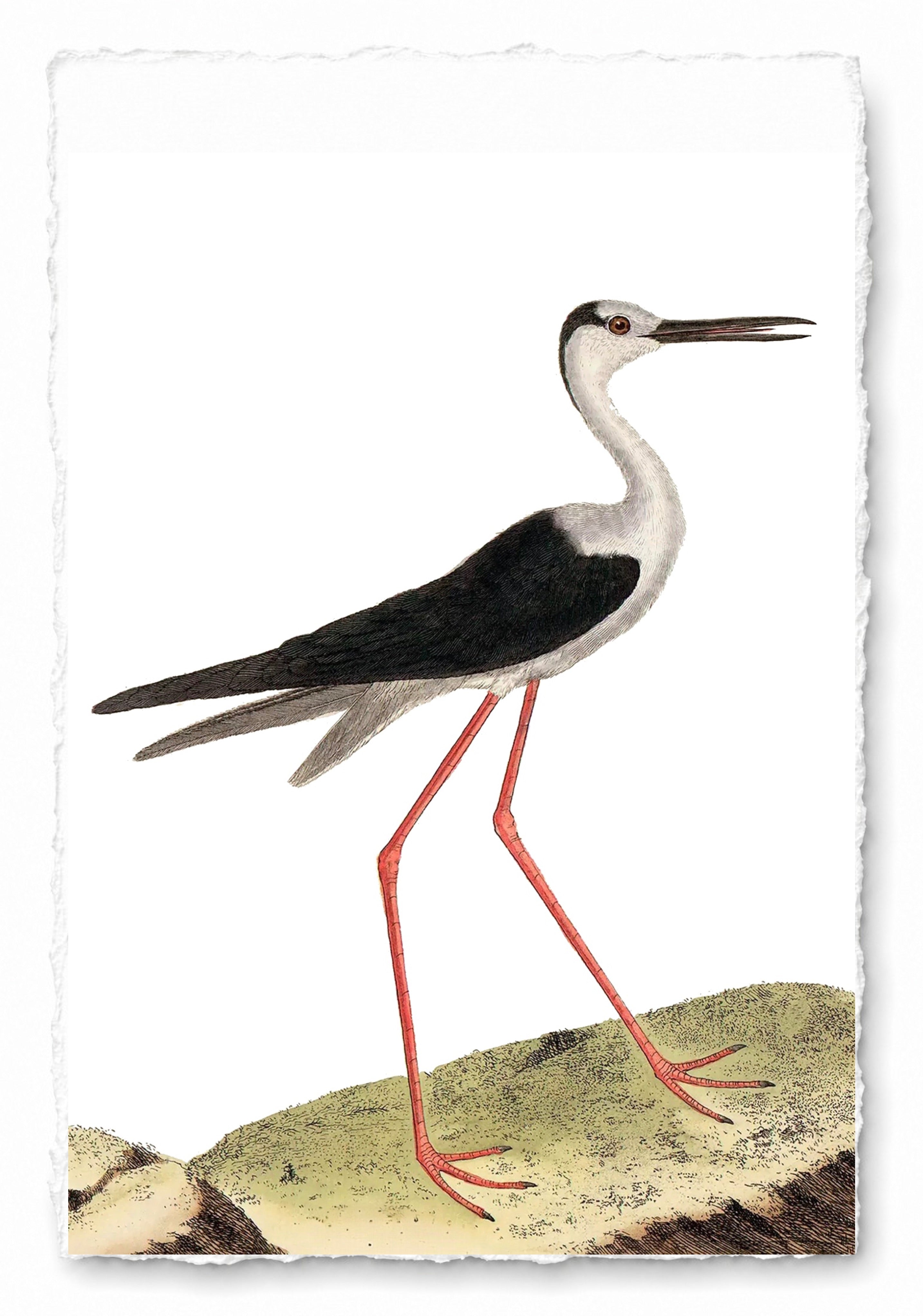 AQUATIC BIRD 14