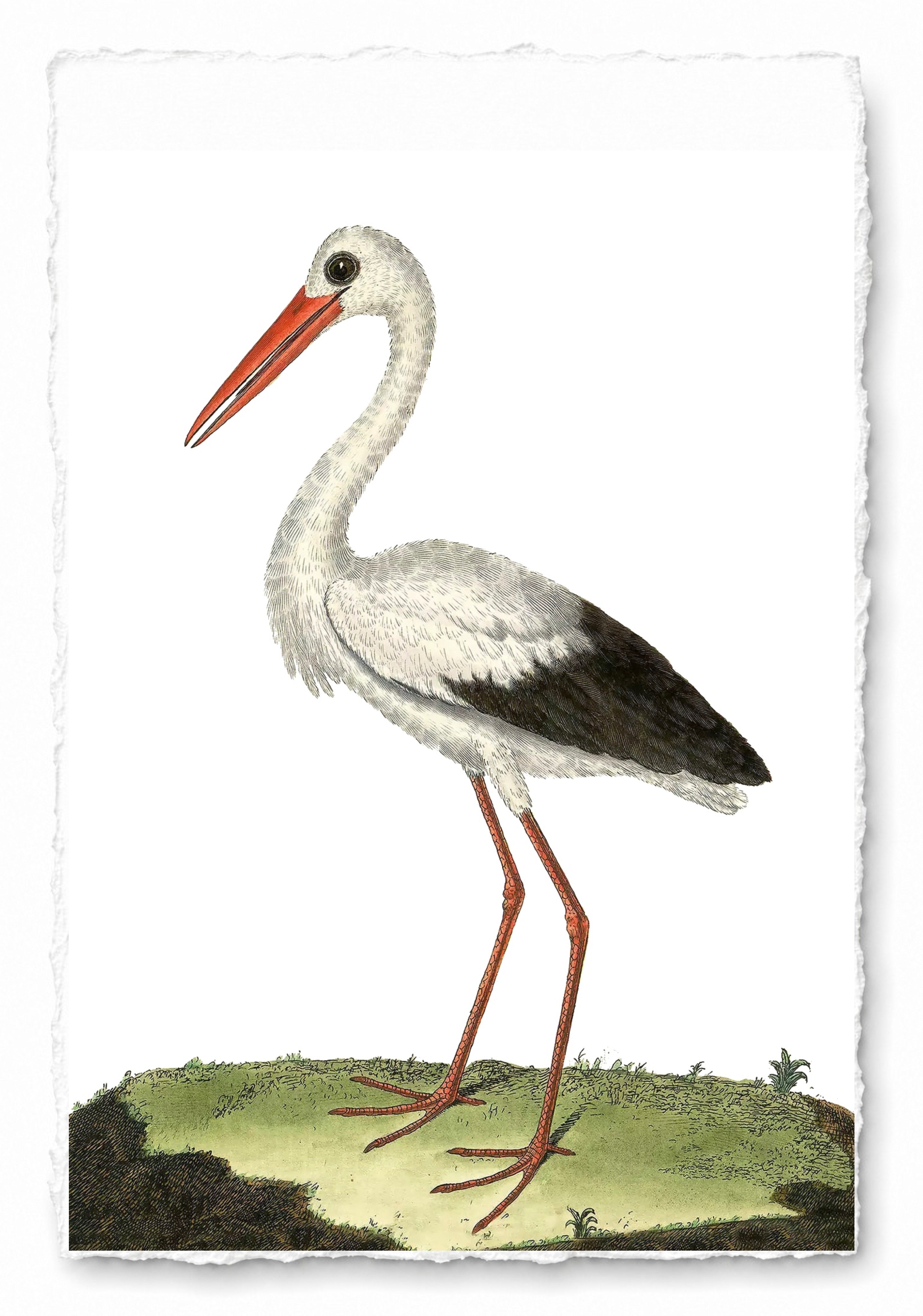 AQUATIC BIRD 15