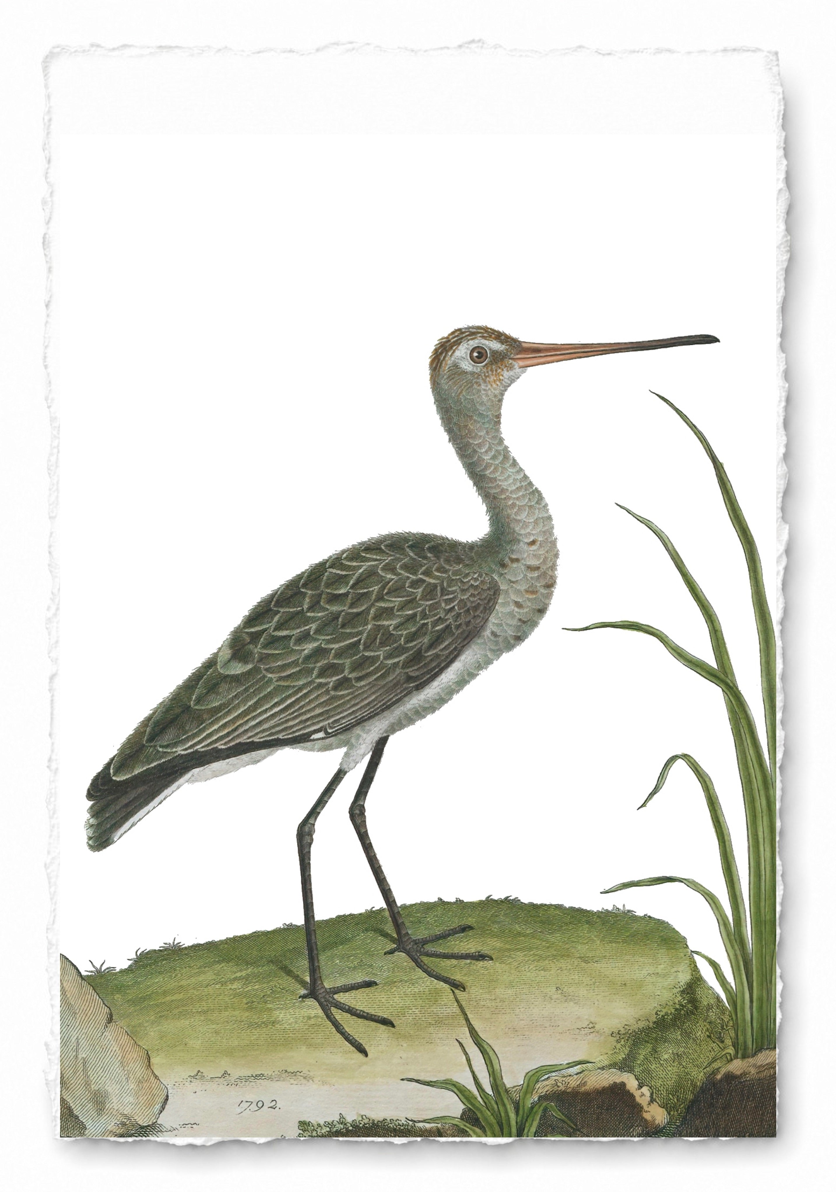 AQUATIC BIRD 16