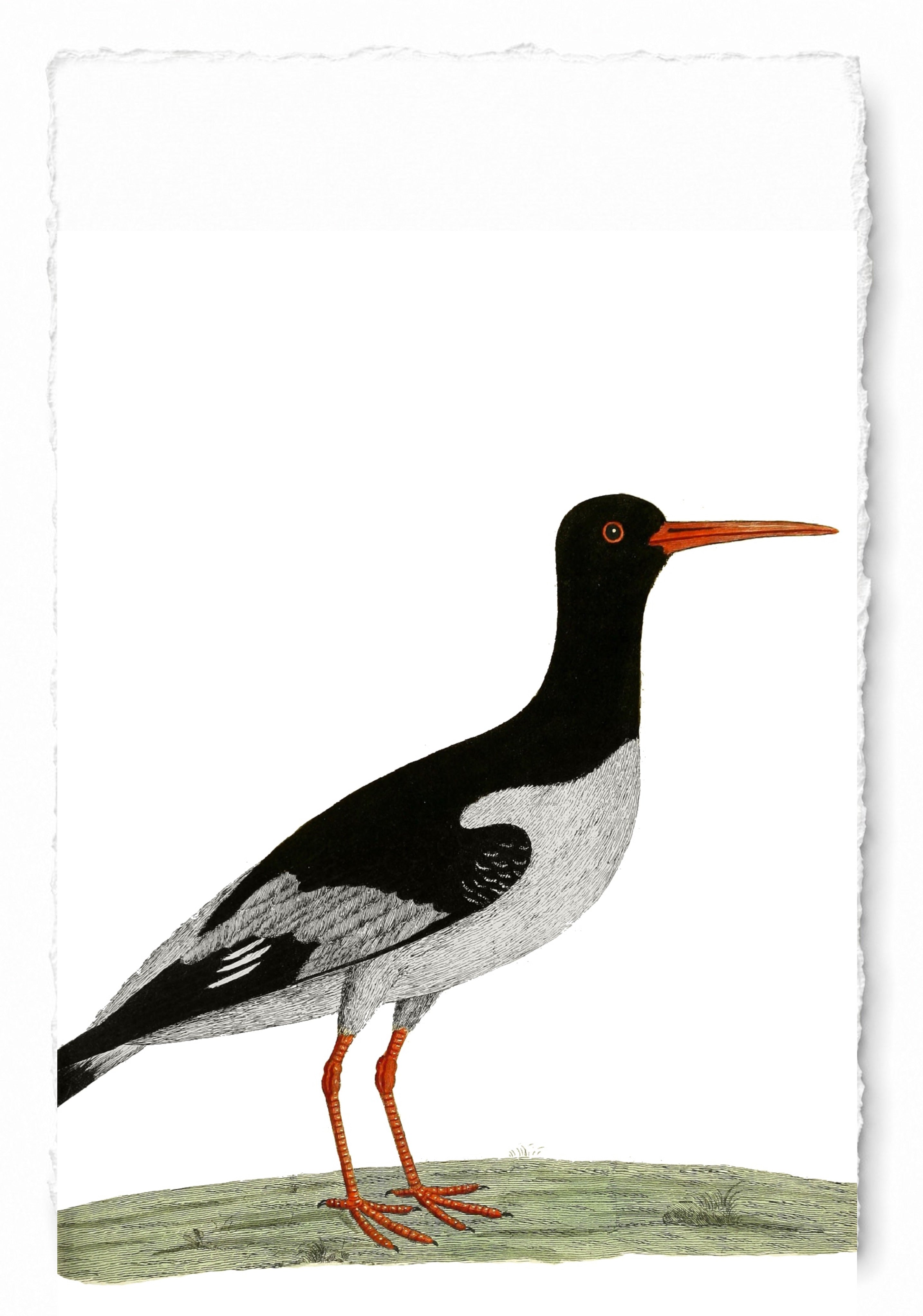 AQUATIC BIRD 17