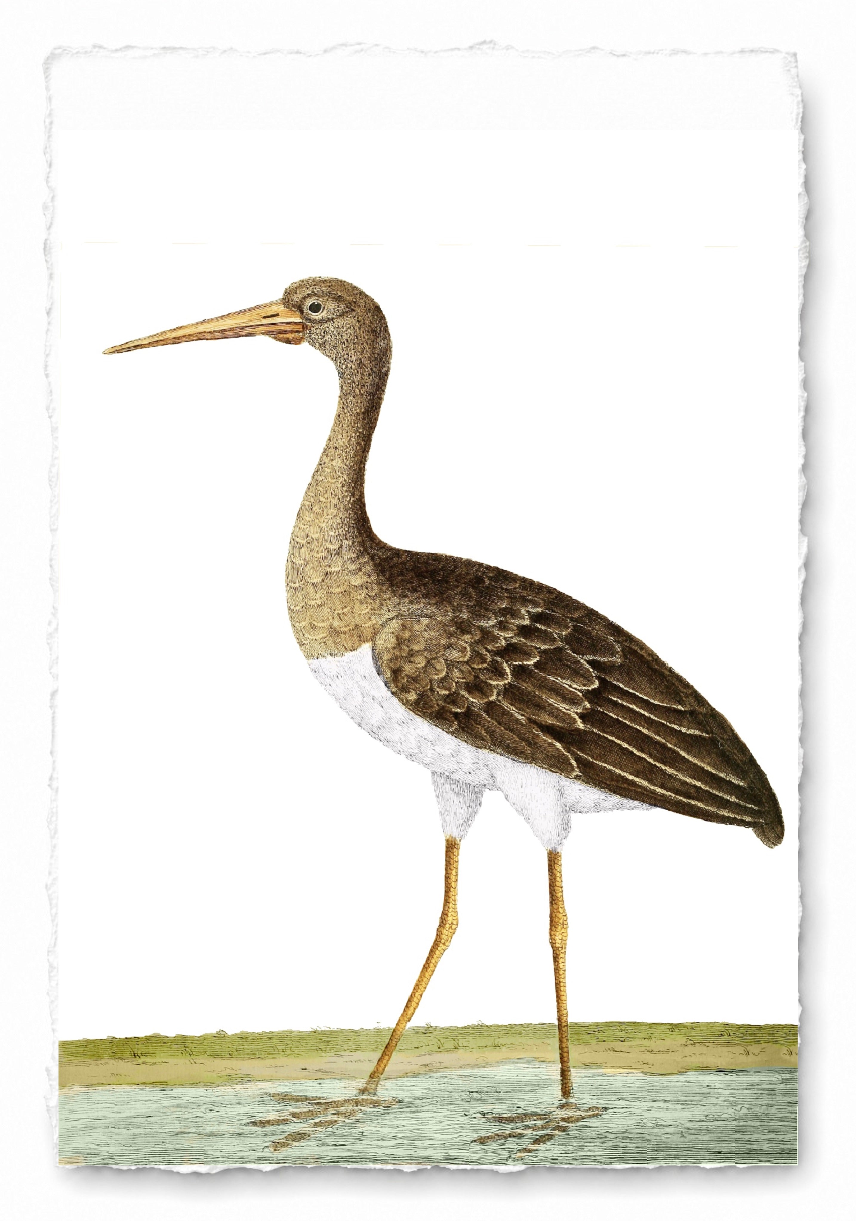 AQUATIC BIRD 18