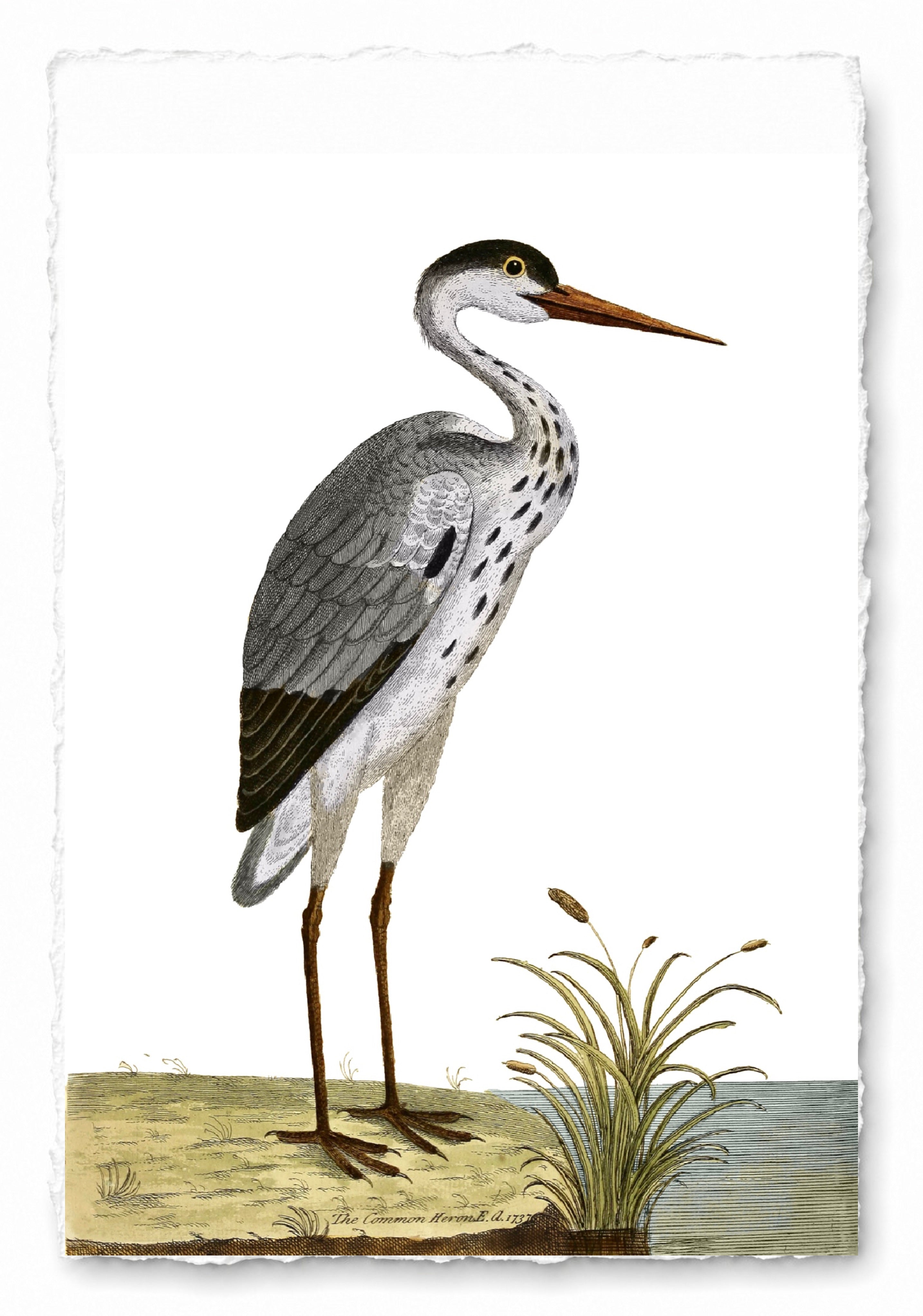 AQUATIC BIRD 20