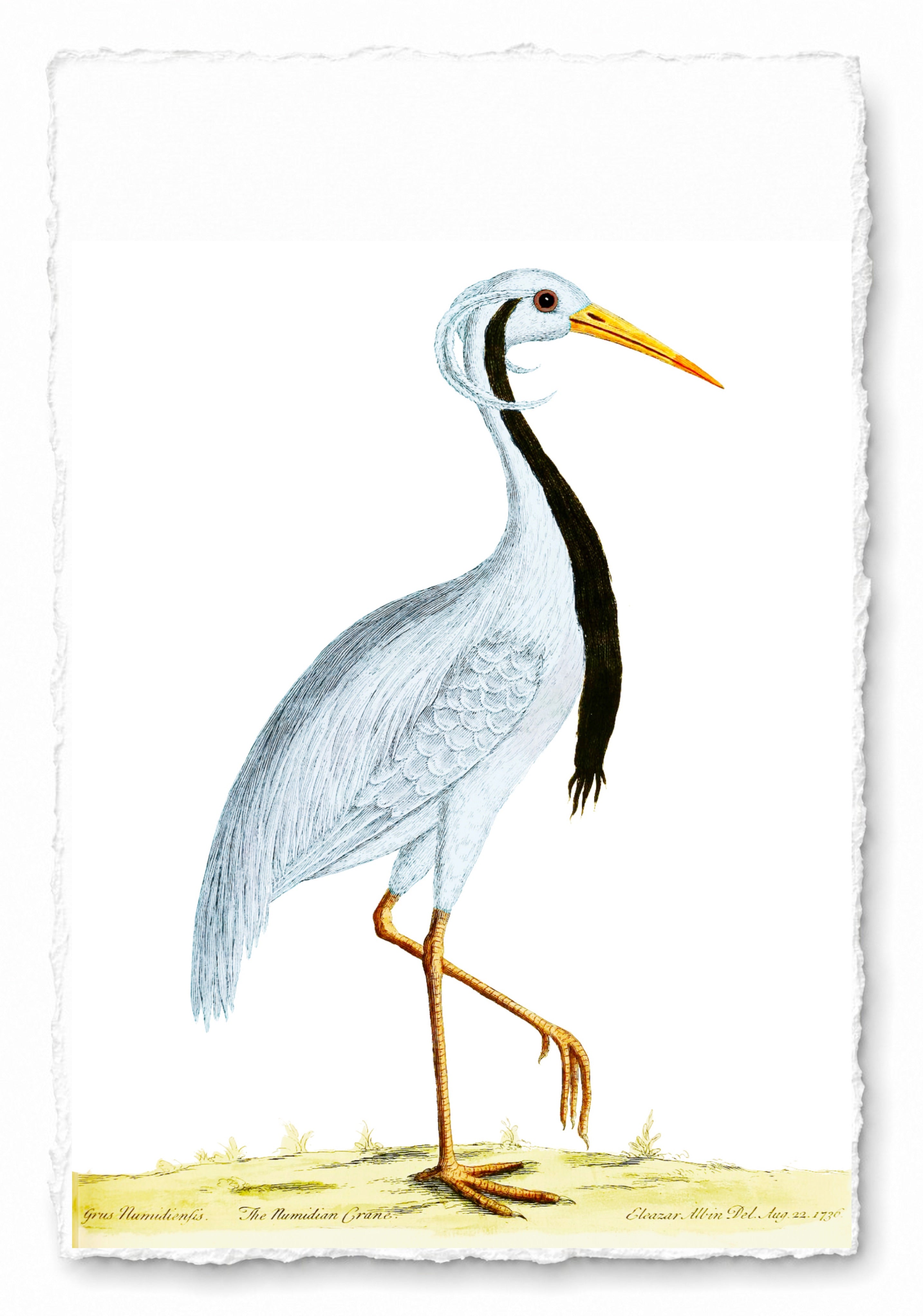 AQUATIC BIRD 21