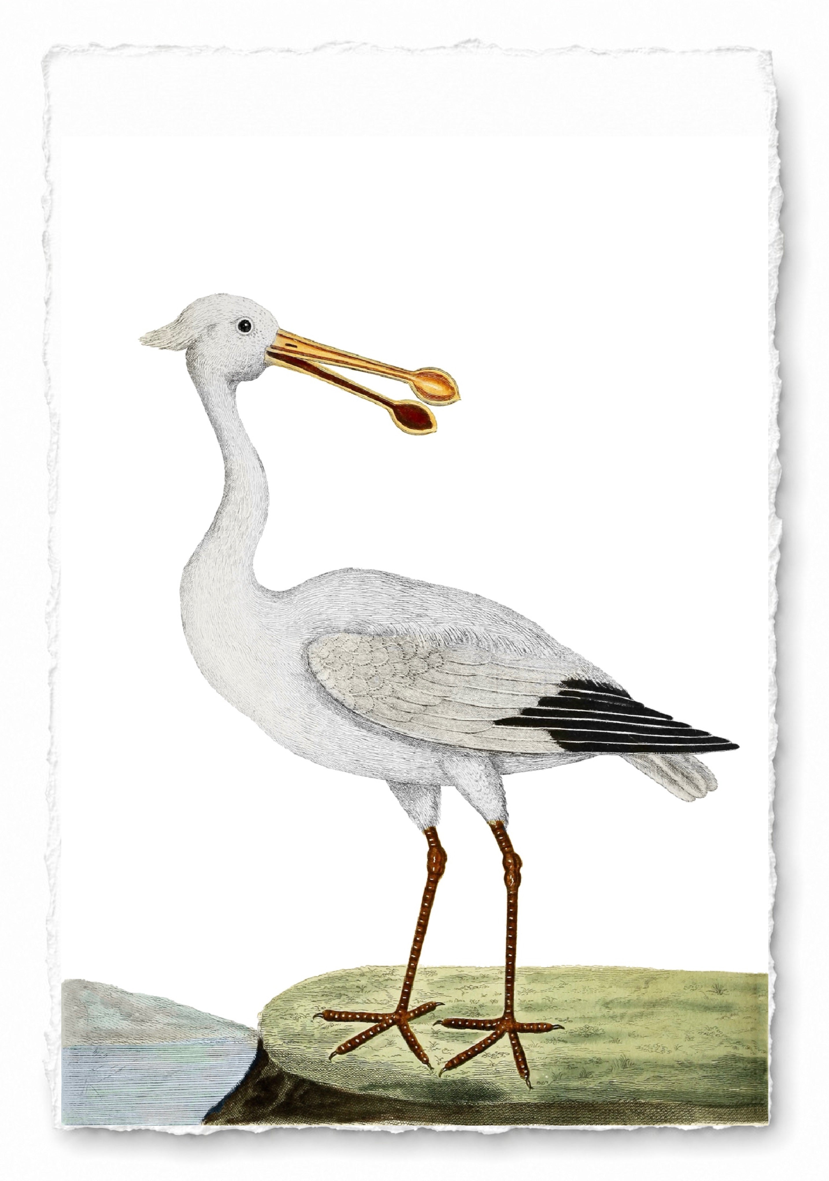 AQUATIC BIRD 2