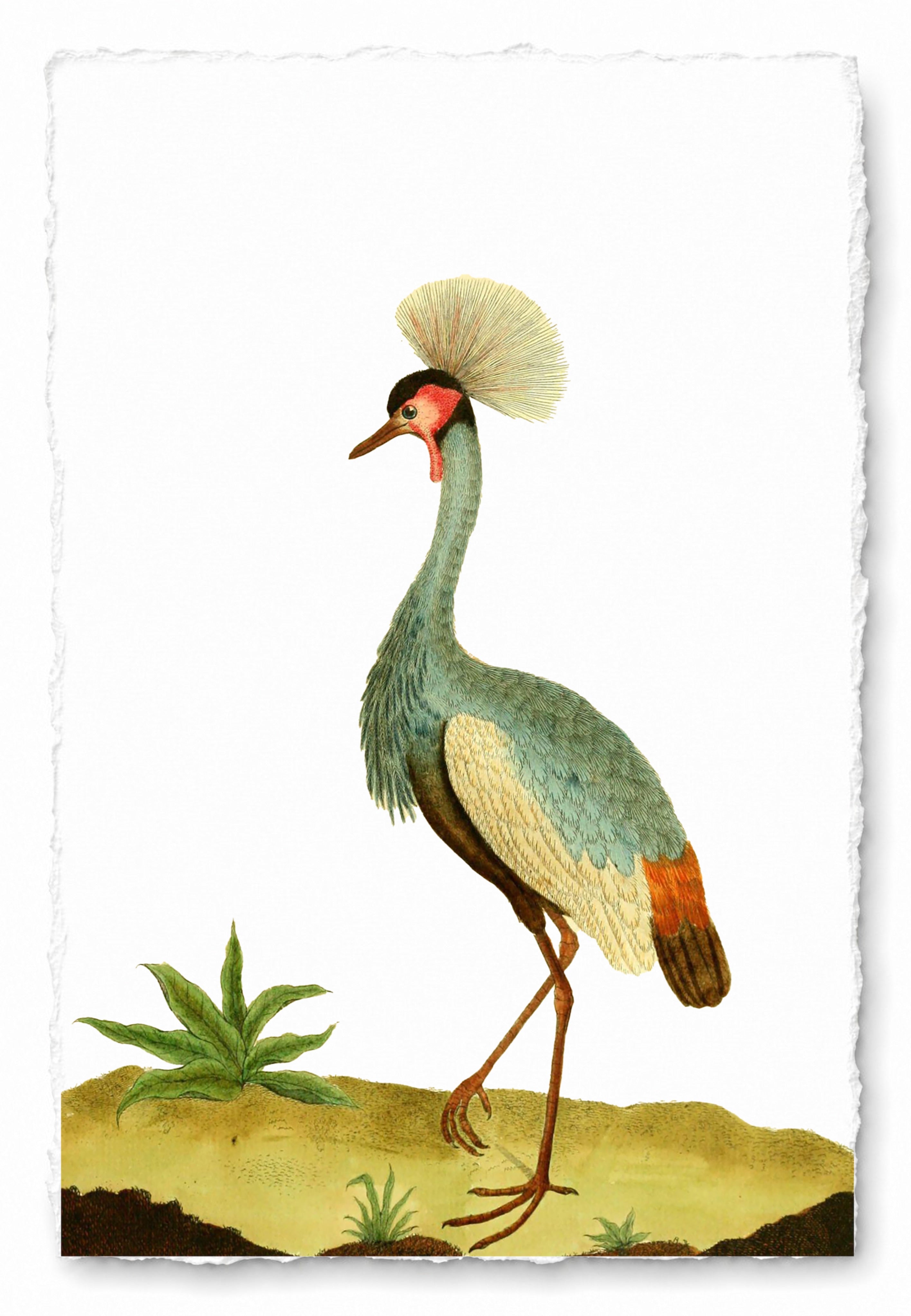 AQUATIC BIRD 22