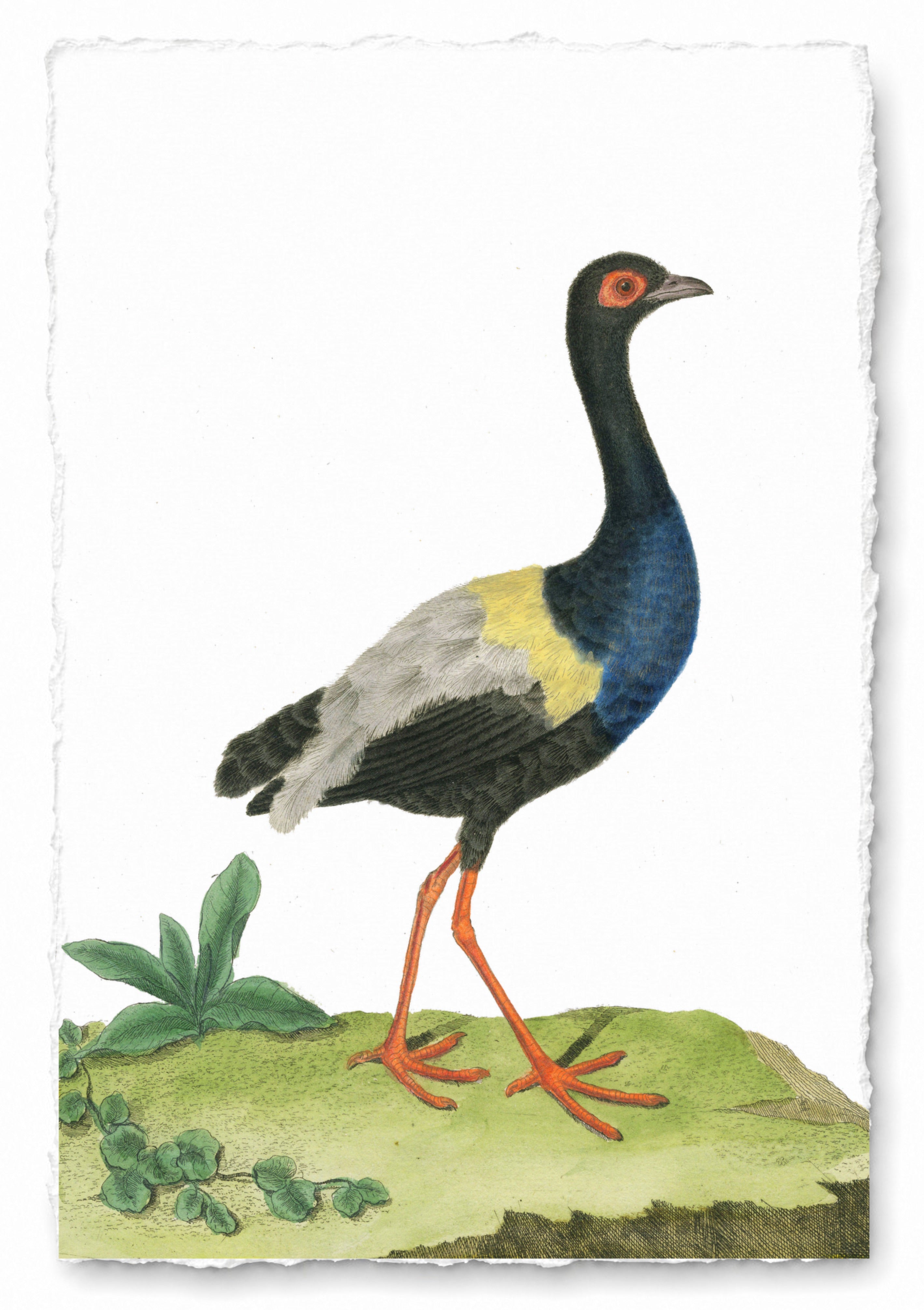 AQUATIC BIRD 25