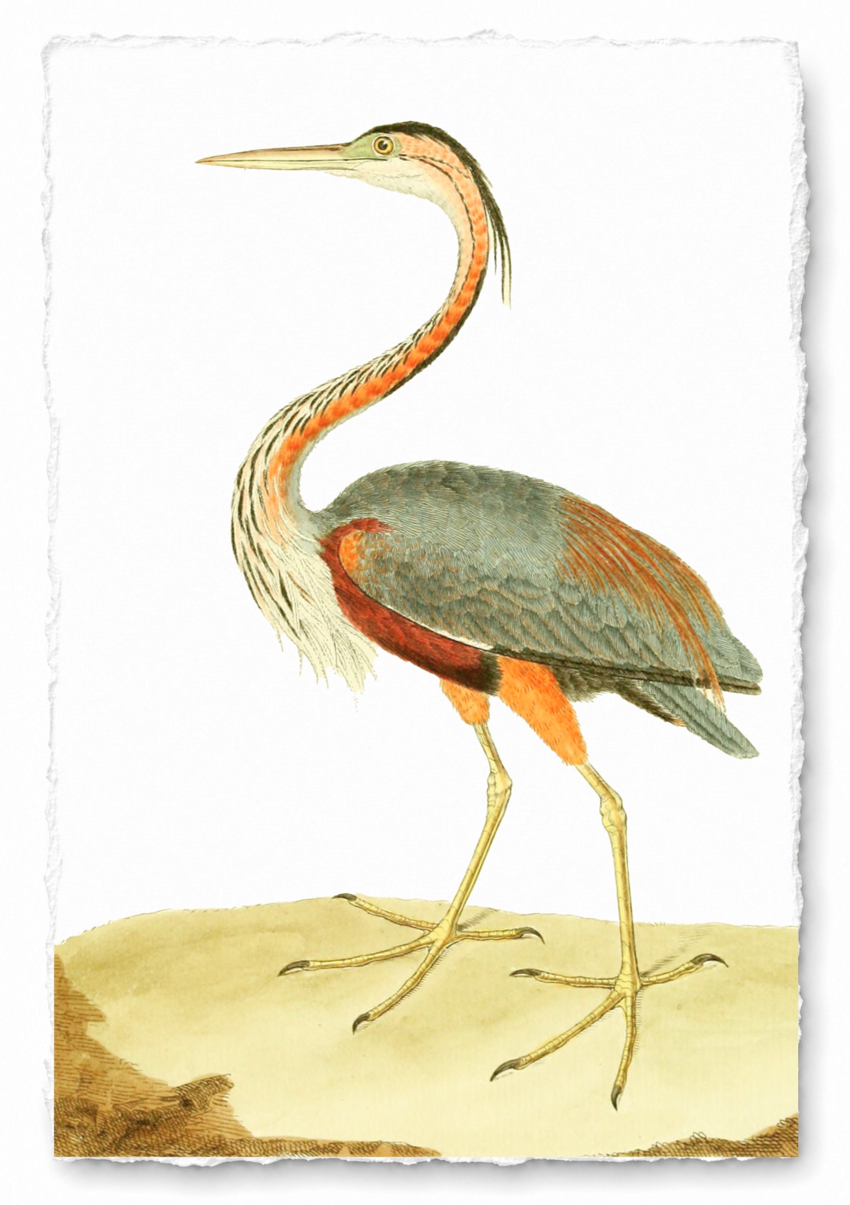 AQUATIC BIRD 27