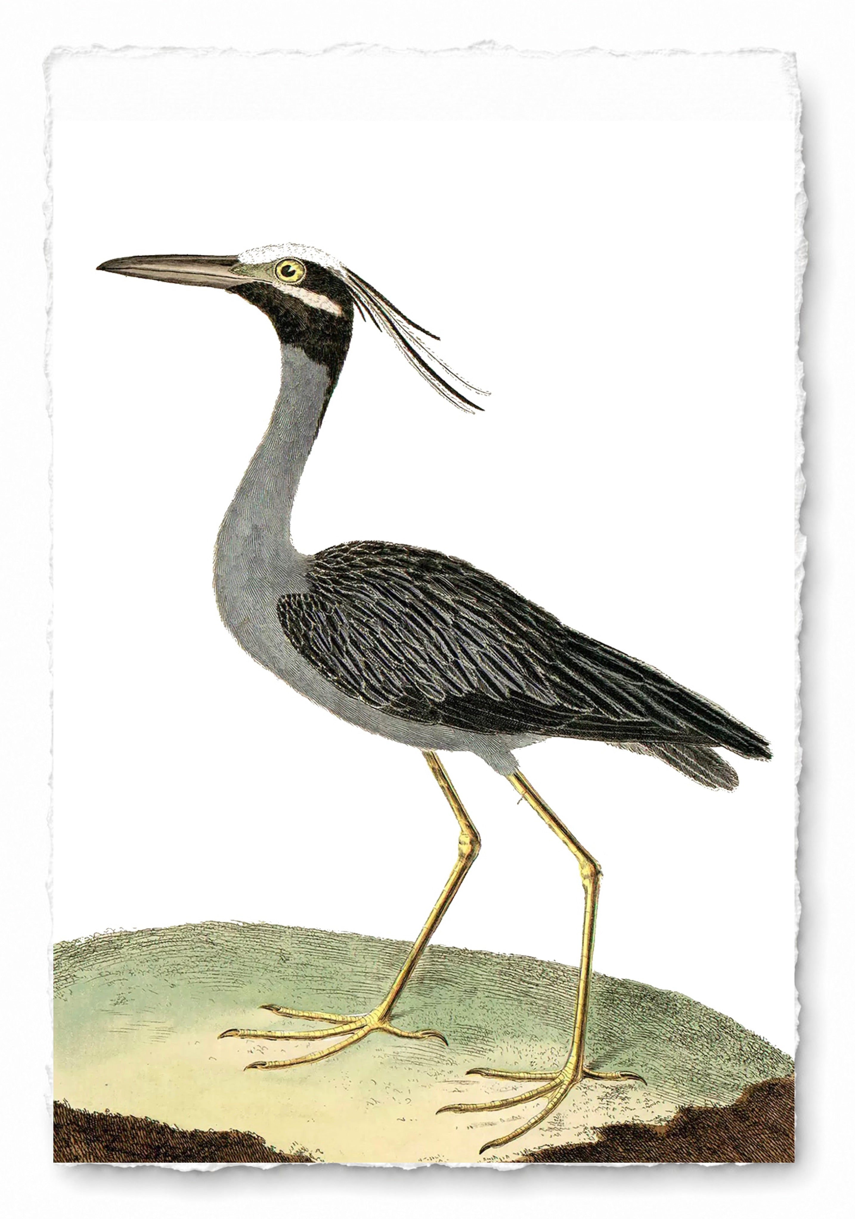 AQUATIC BIRD 9