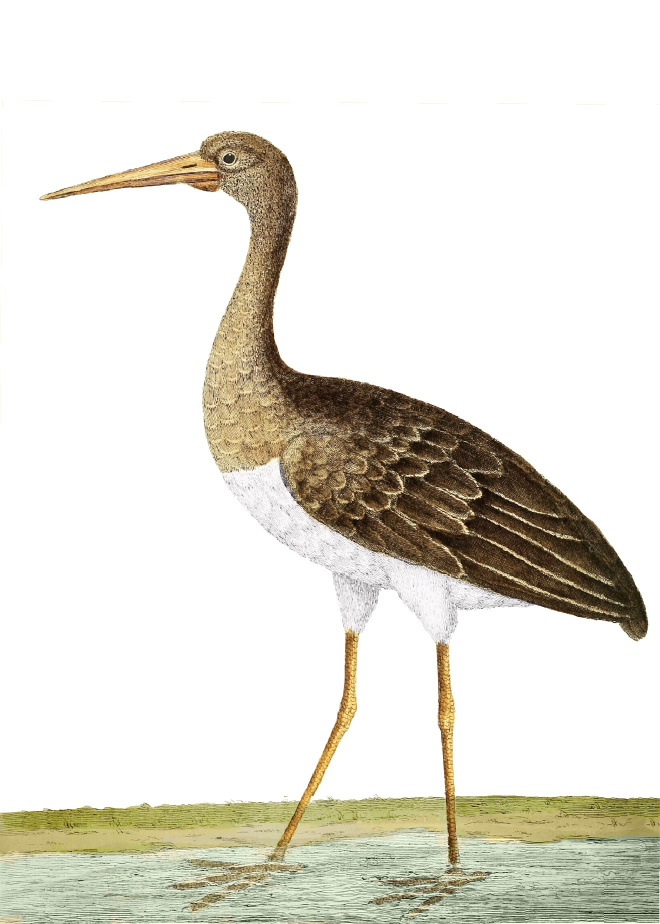 AQUATIC BIRD 18