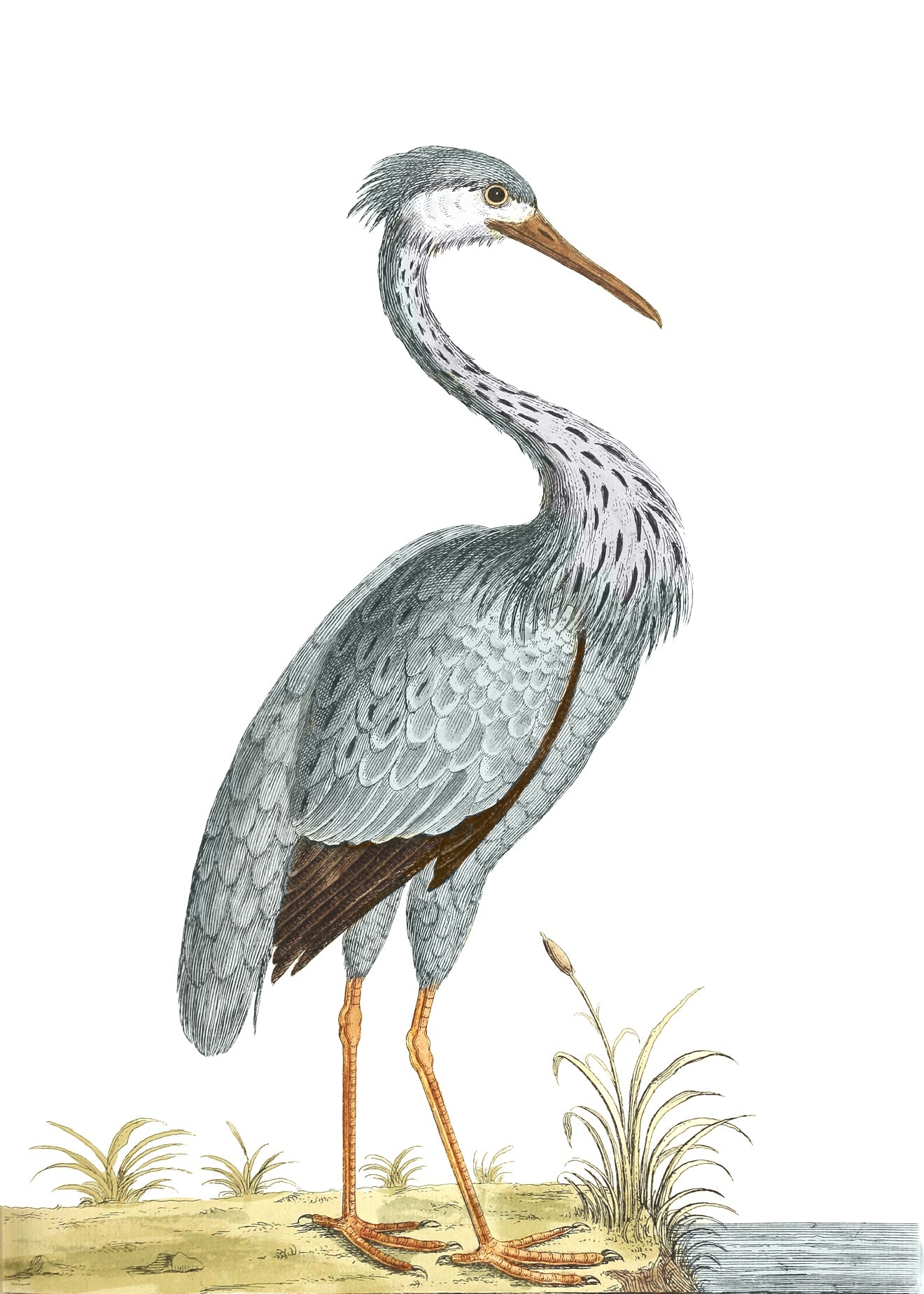 AQUATIC BIRD 19