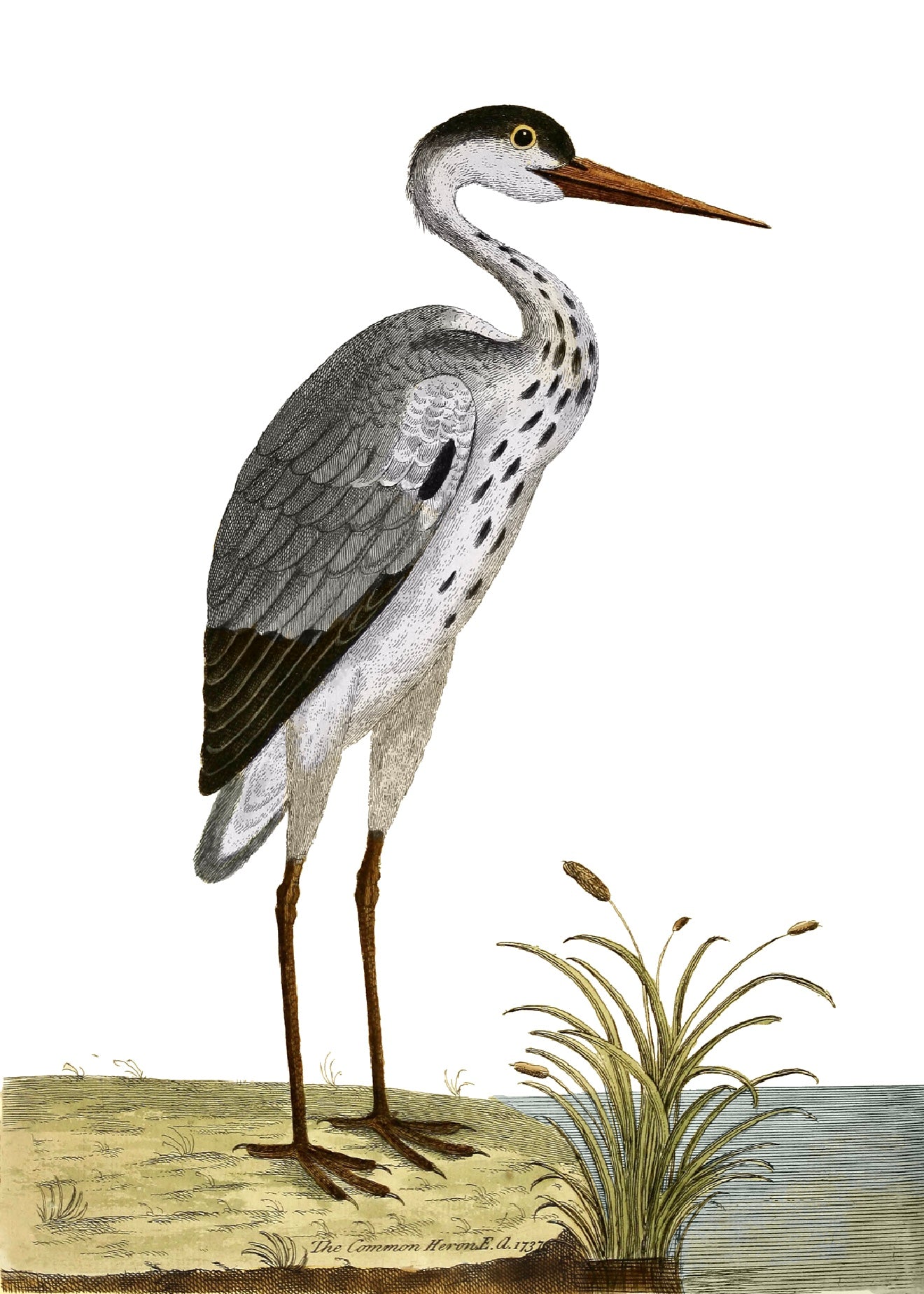 AQUATIC BIRD 20