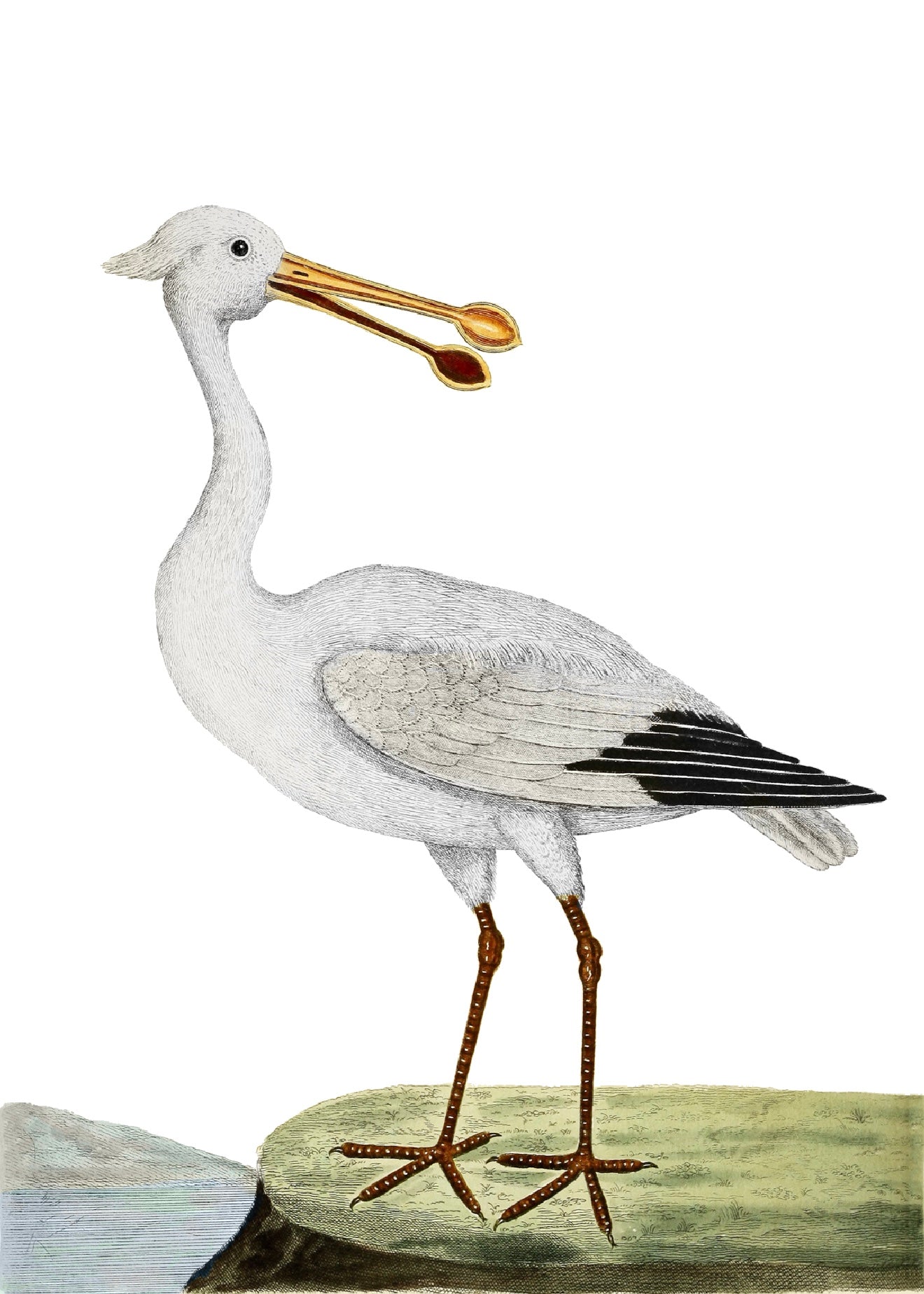 AQUATIC BIRD 21