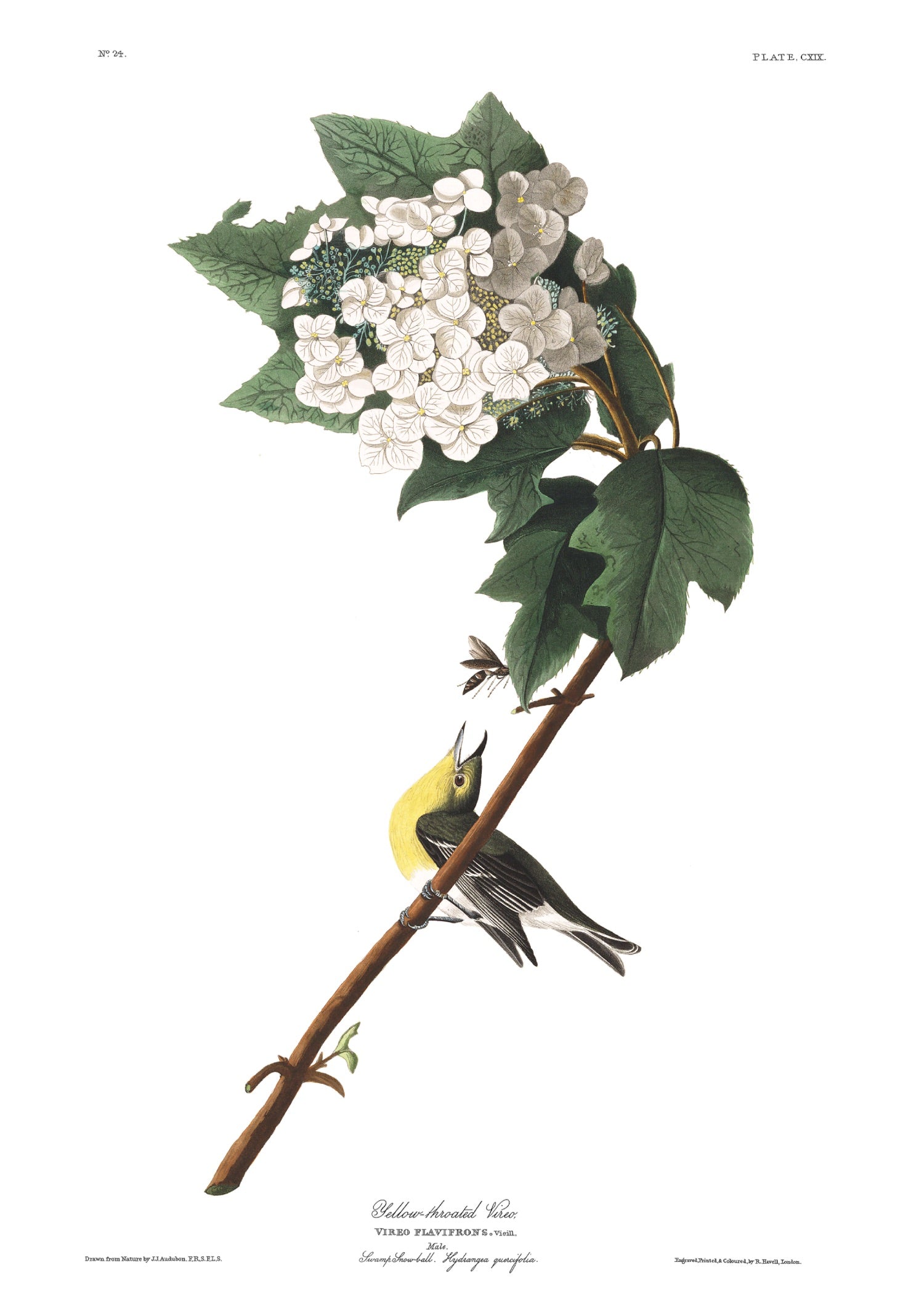 BIRDS OF AMERICA 10