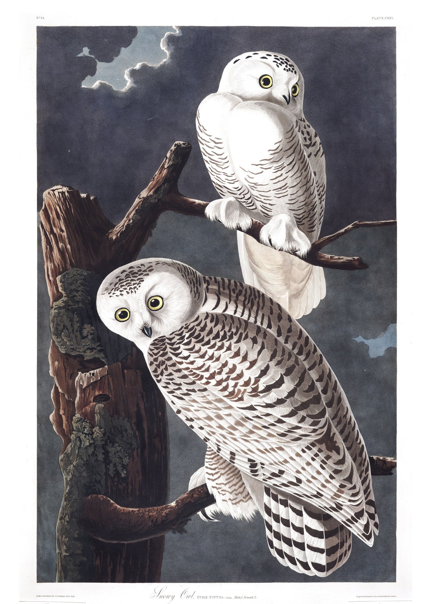 BIRDS OF AMERICA 11
