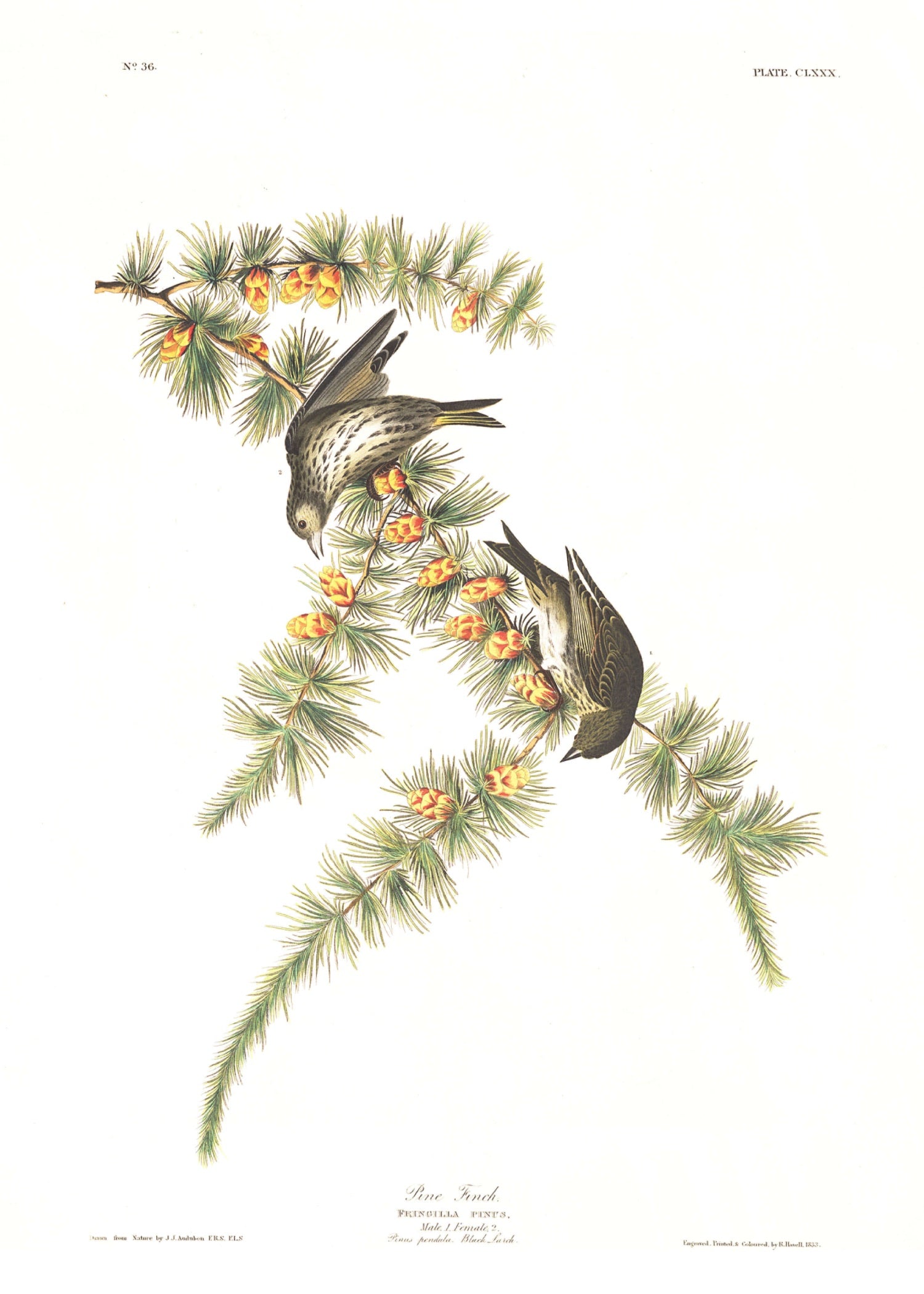 BIRDS OF AMERICA 14