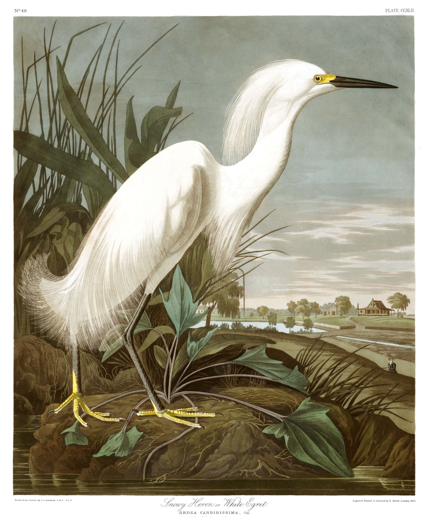 BIRDS OF AMERICA 17