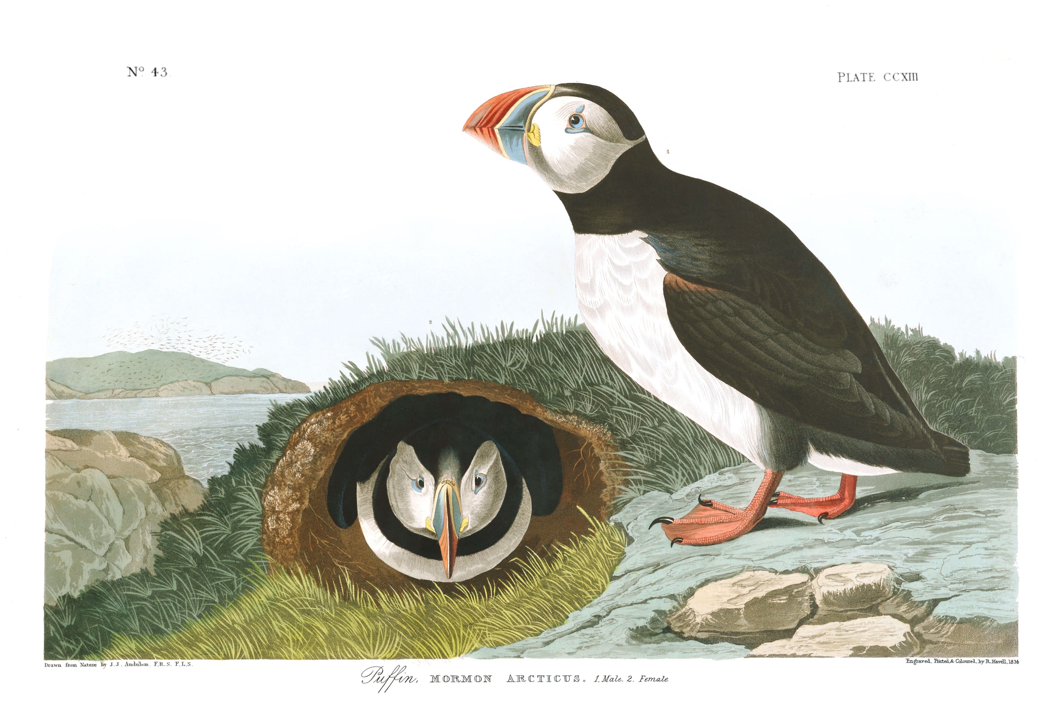 BIRDS OF AMERICA 19