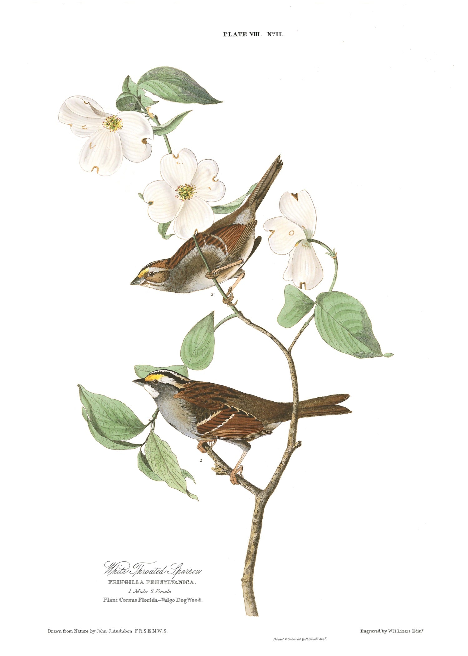 BIRDS OF AMERICA 2