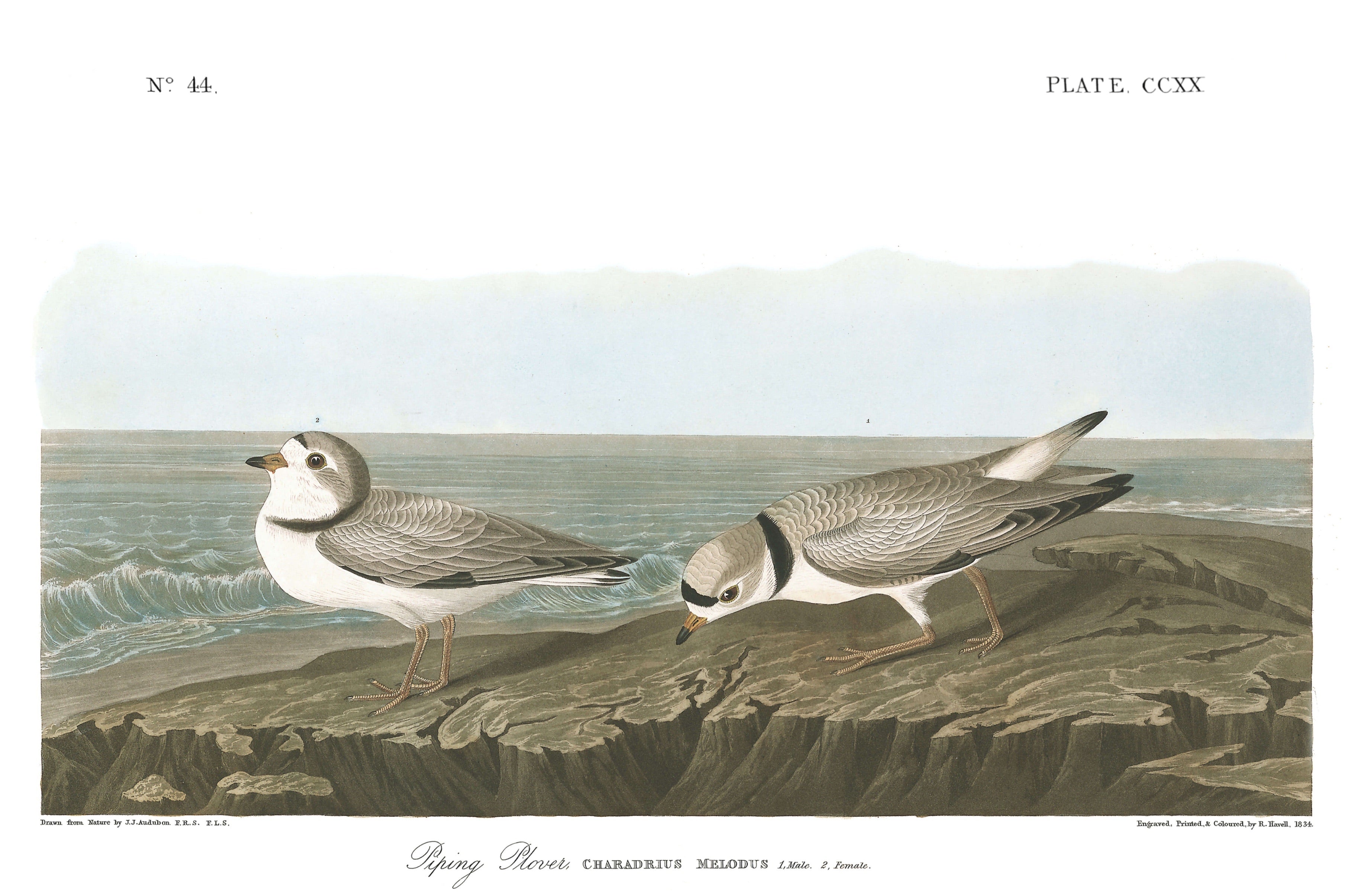BIRDS OF AMERICA 21