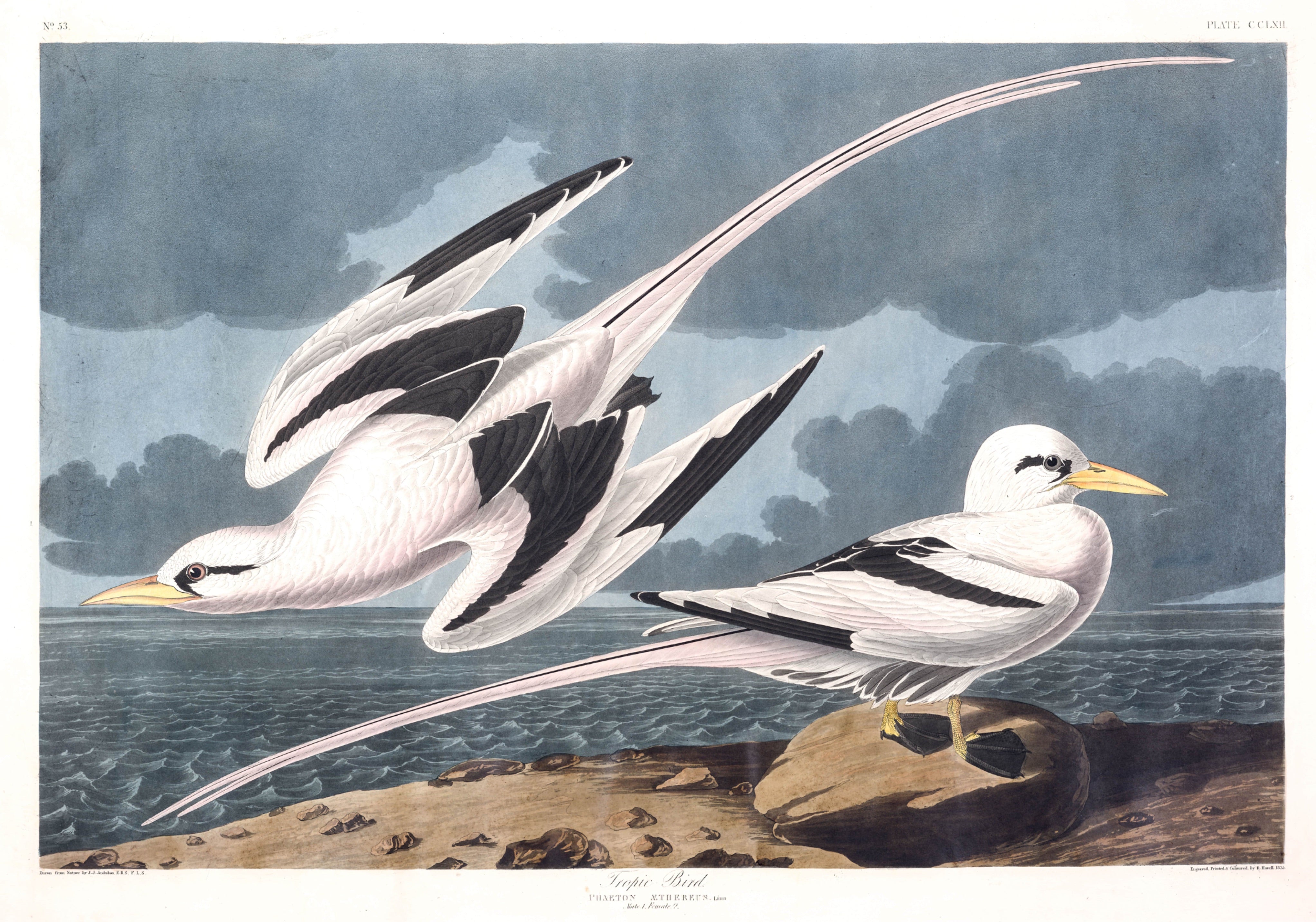 BIRDS OF AMERICA 24