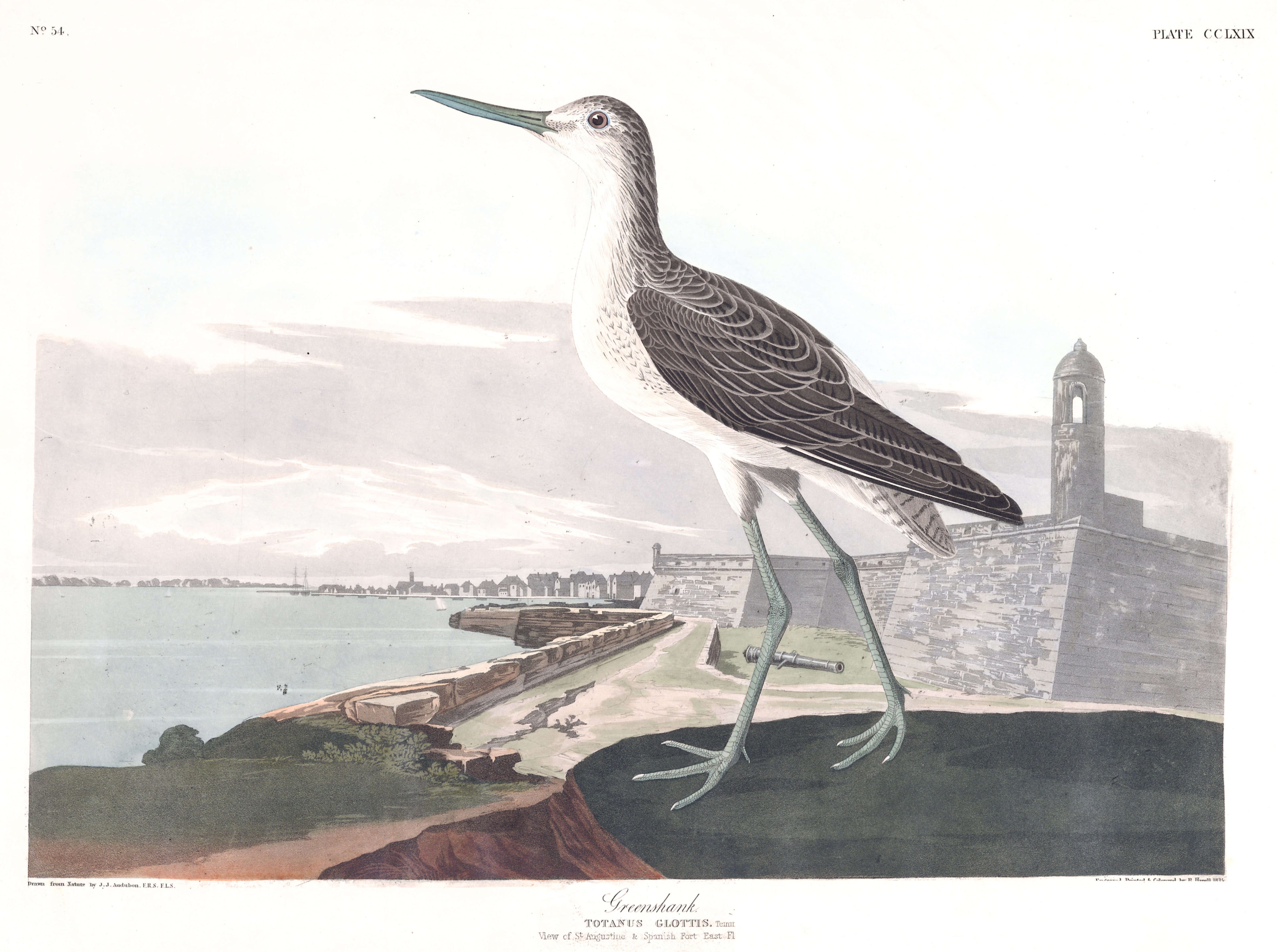 BIRDS OF AMERICA 25