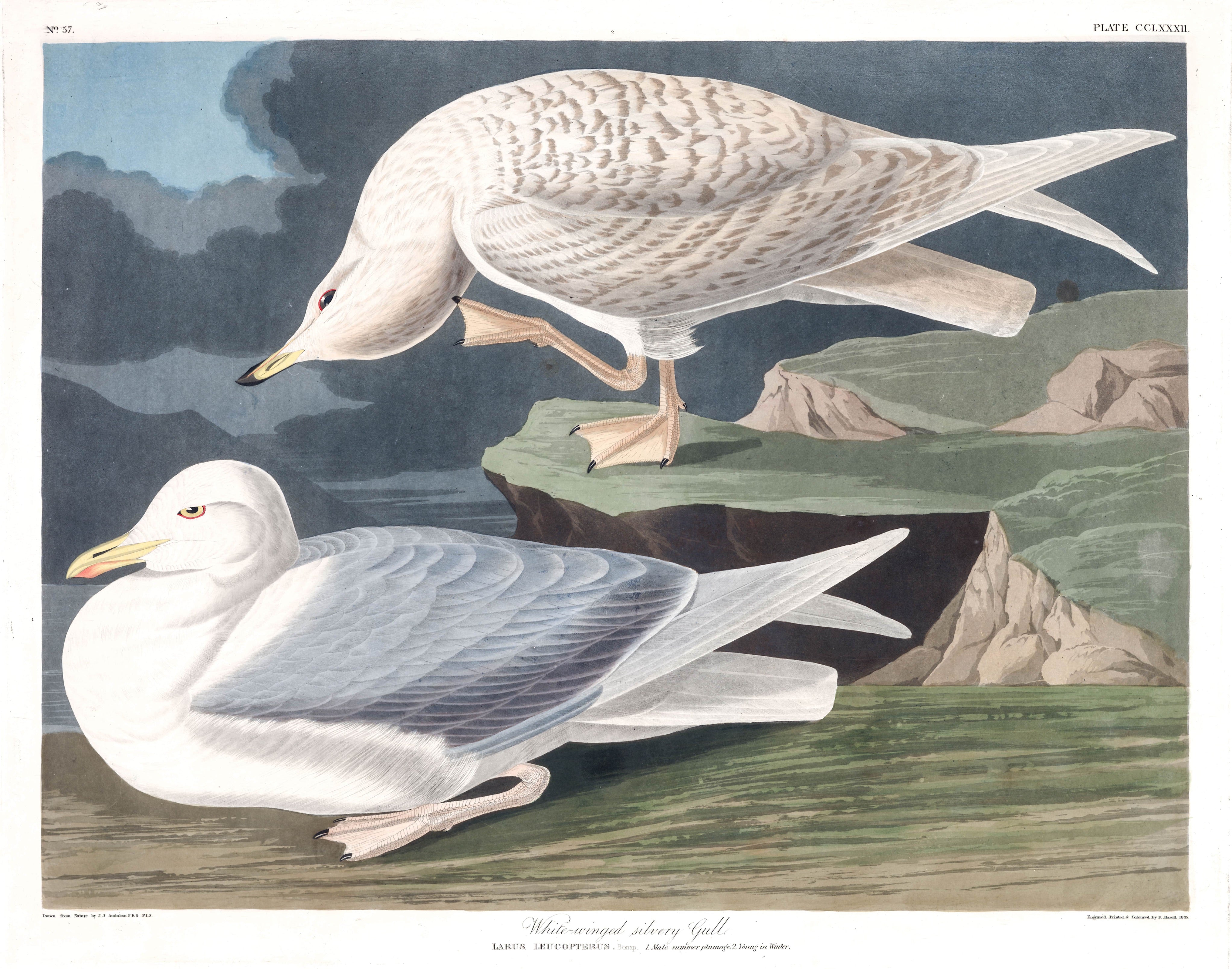 BIRDS OF AMERICA 27