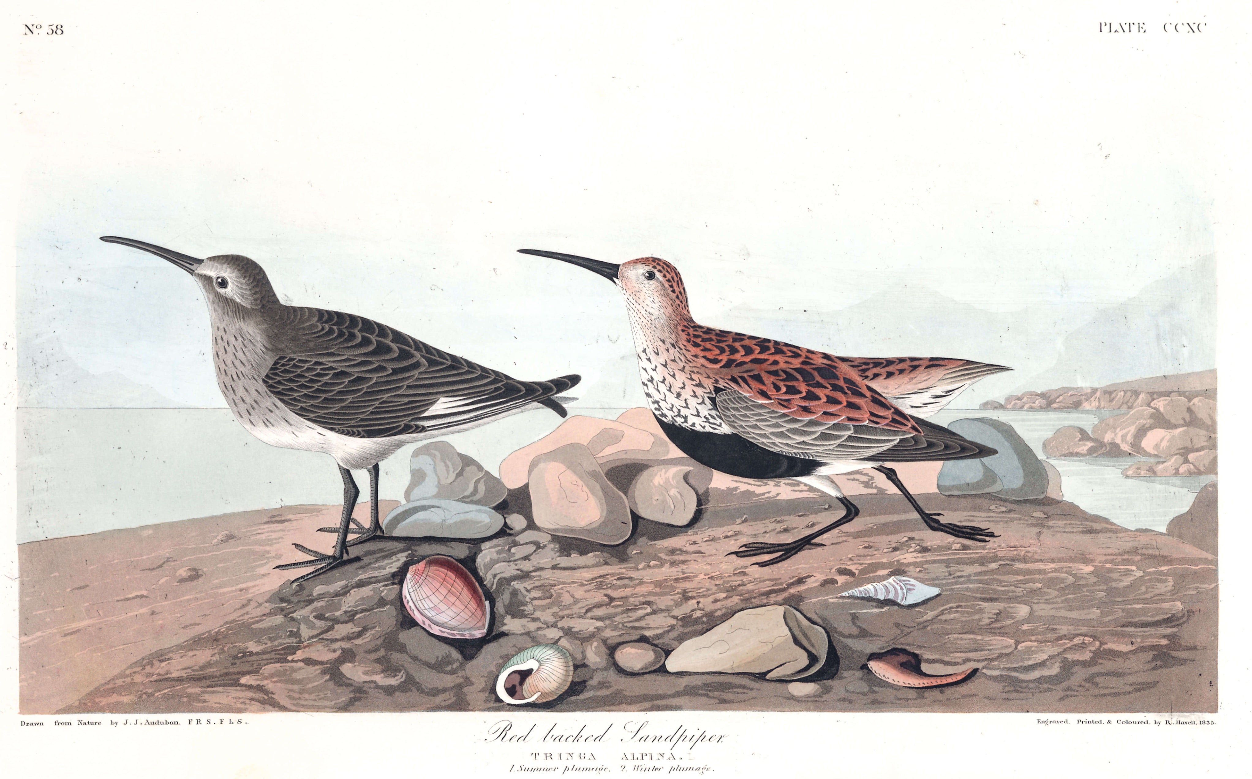 BIRDS OF AMERICA 29