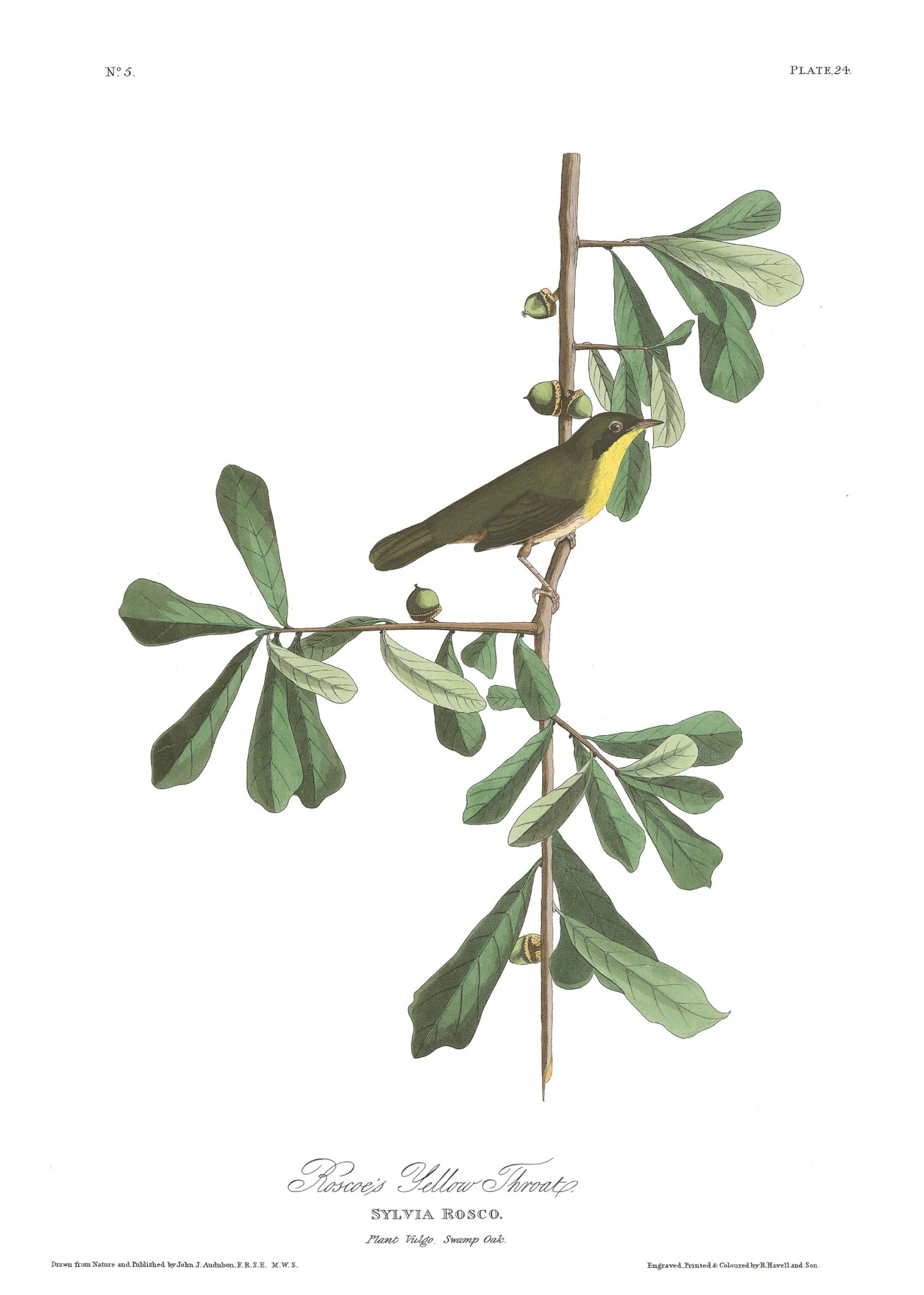 BIRDS OF AMERICA 3