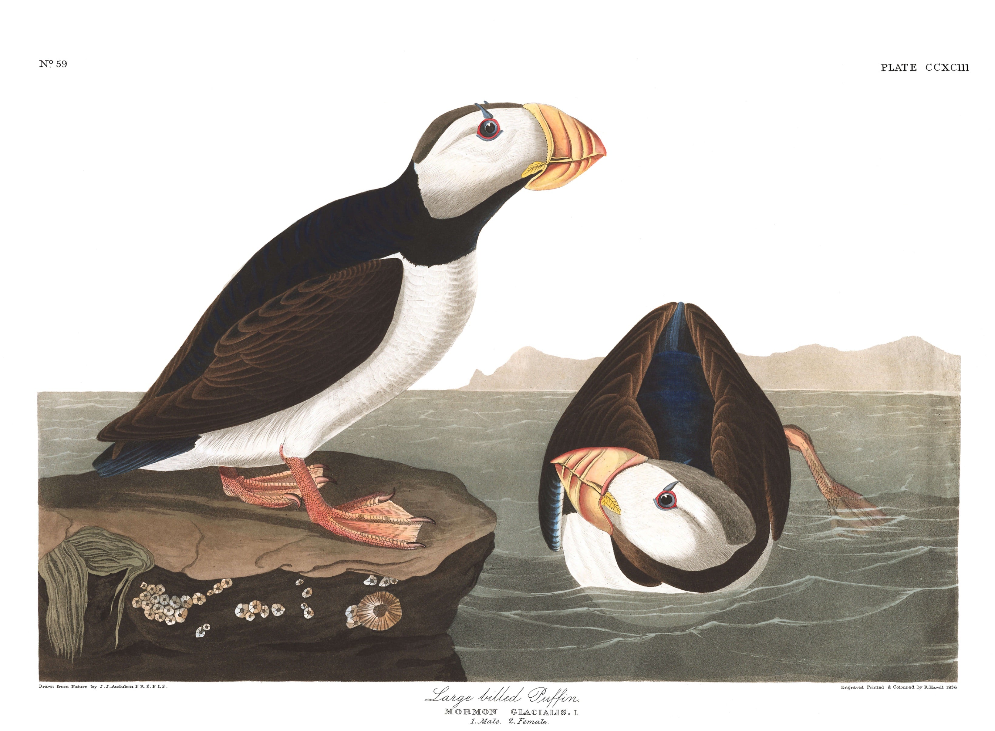 BIRDS OF AMERICA 30