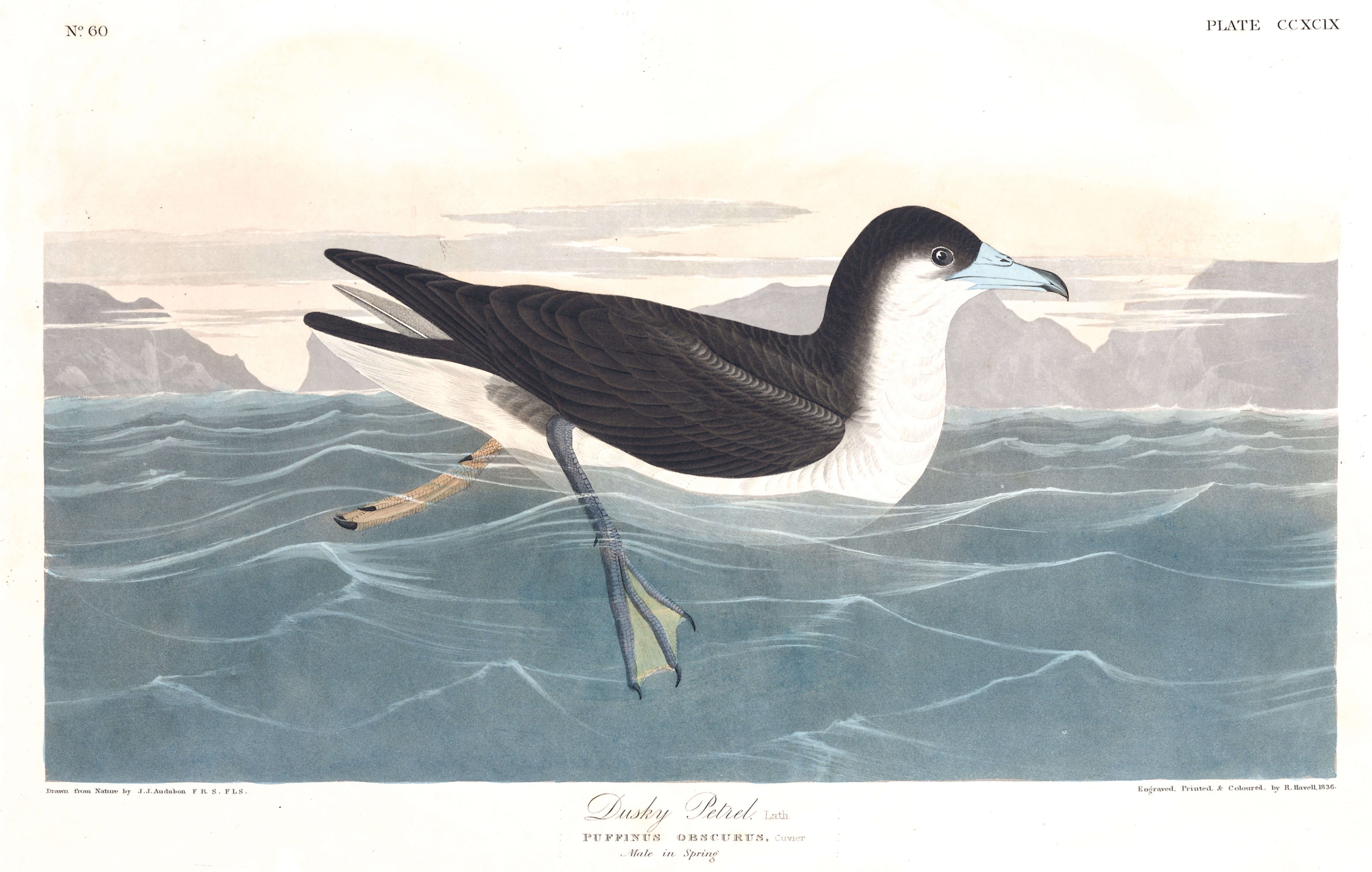 BIRDS OF AMERICA 32