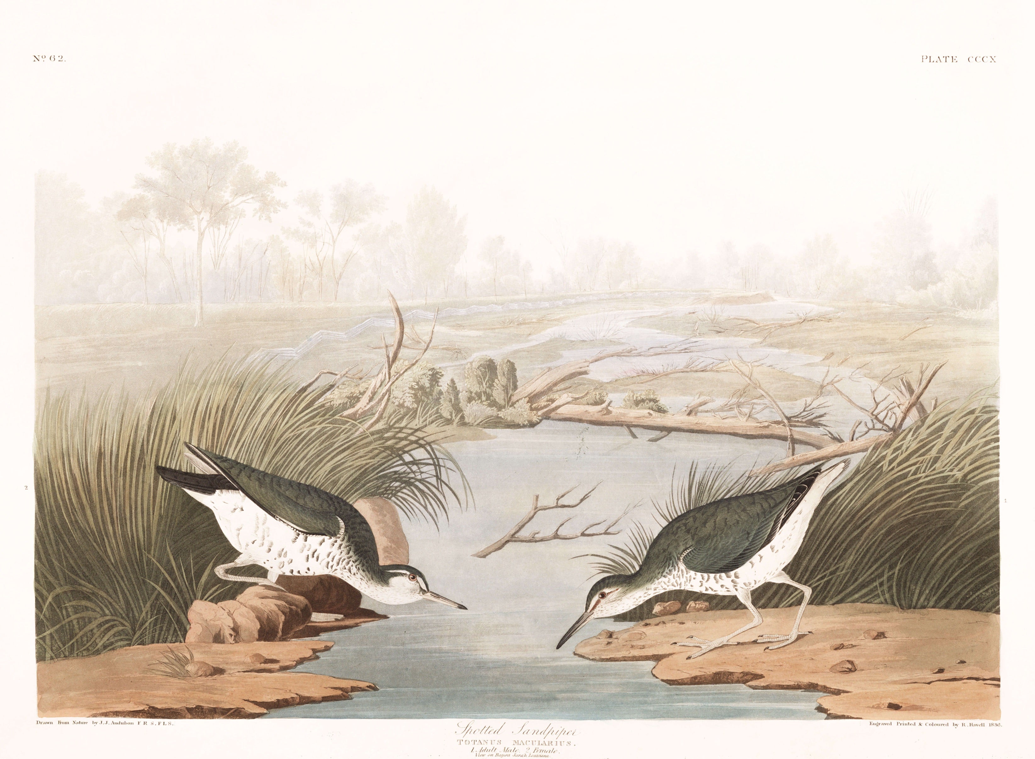 BIRDS OF AMERICA 34