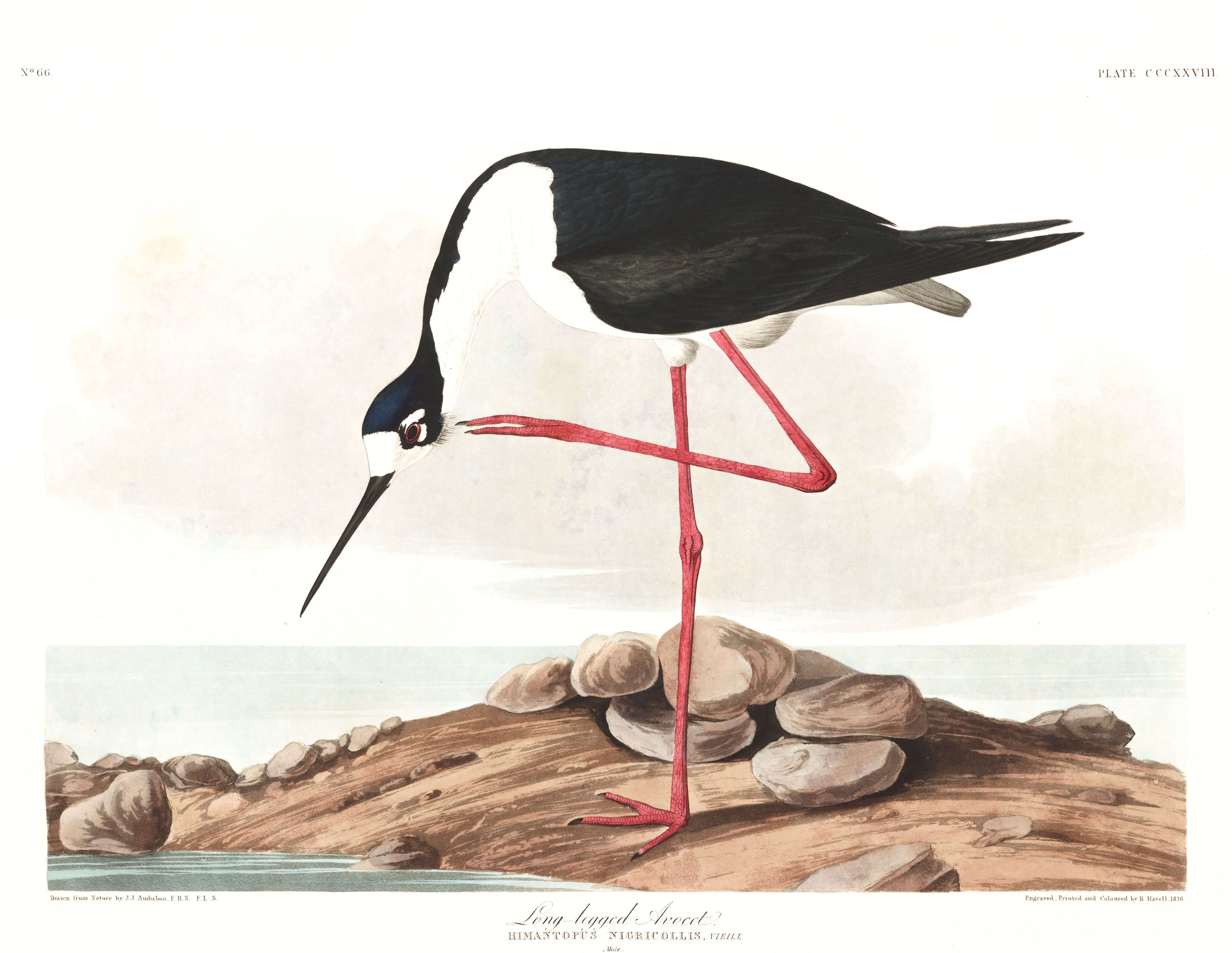BIRDS OF AMERICA 35